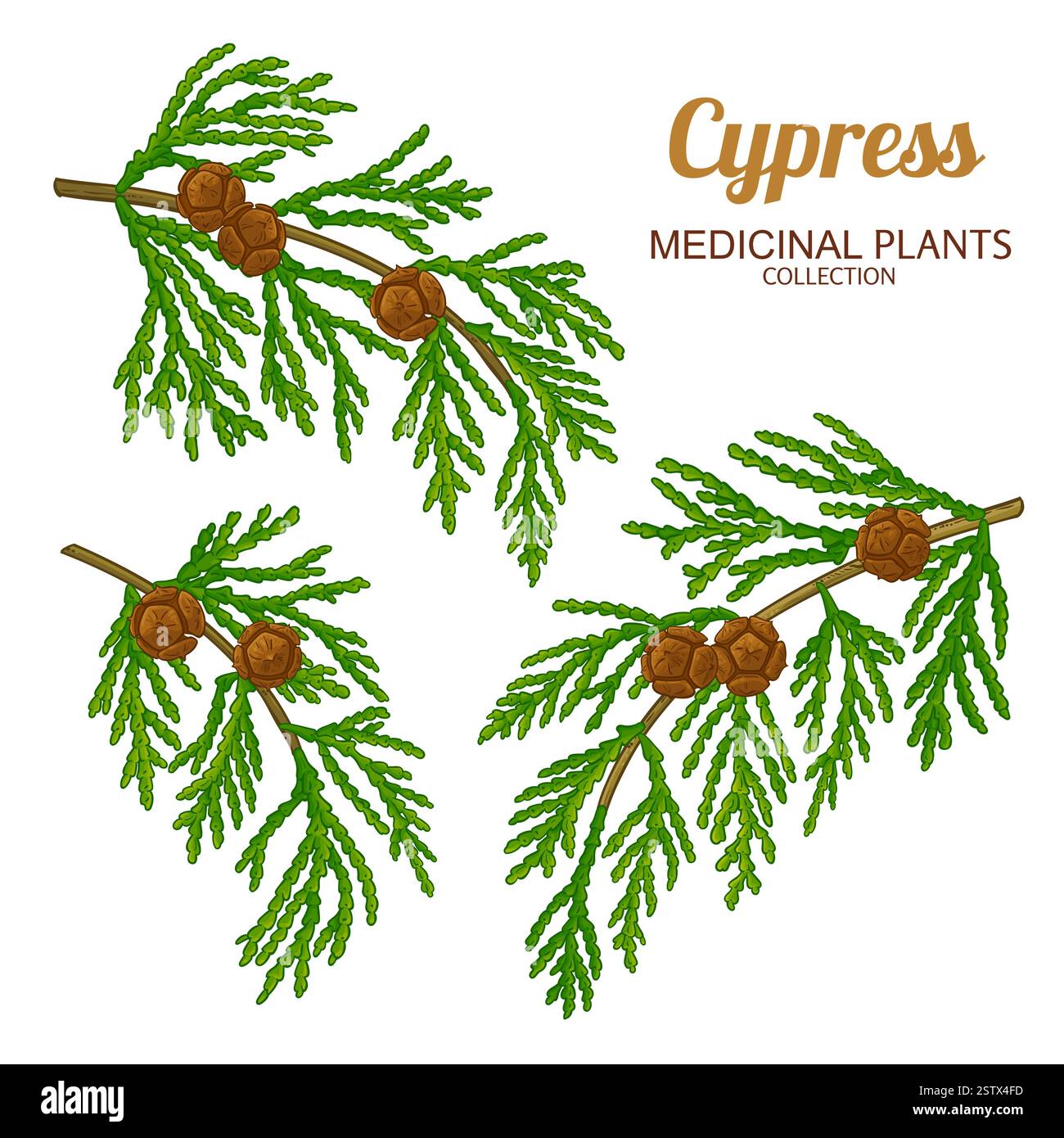 Farbige Detaillierte Abbildung Der Zypresse Stock Vektor