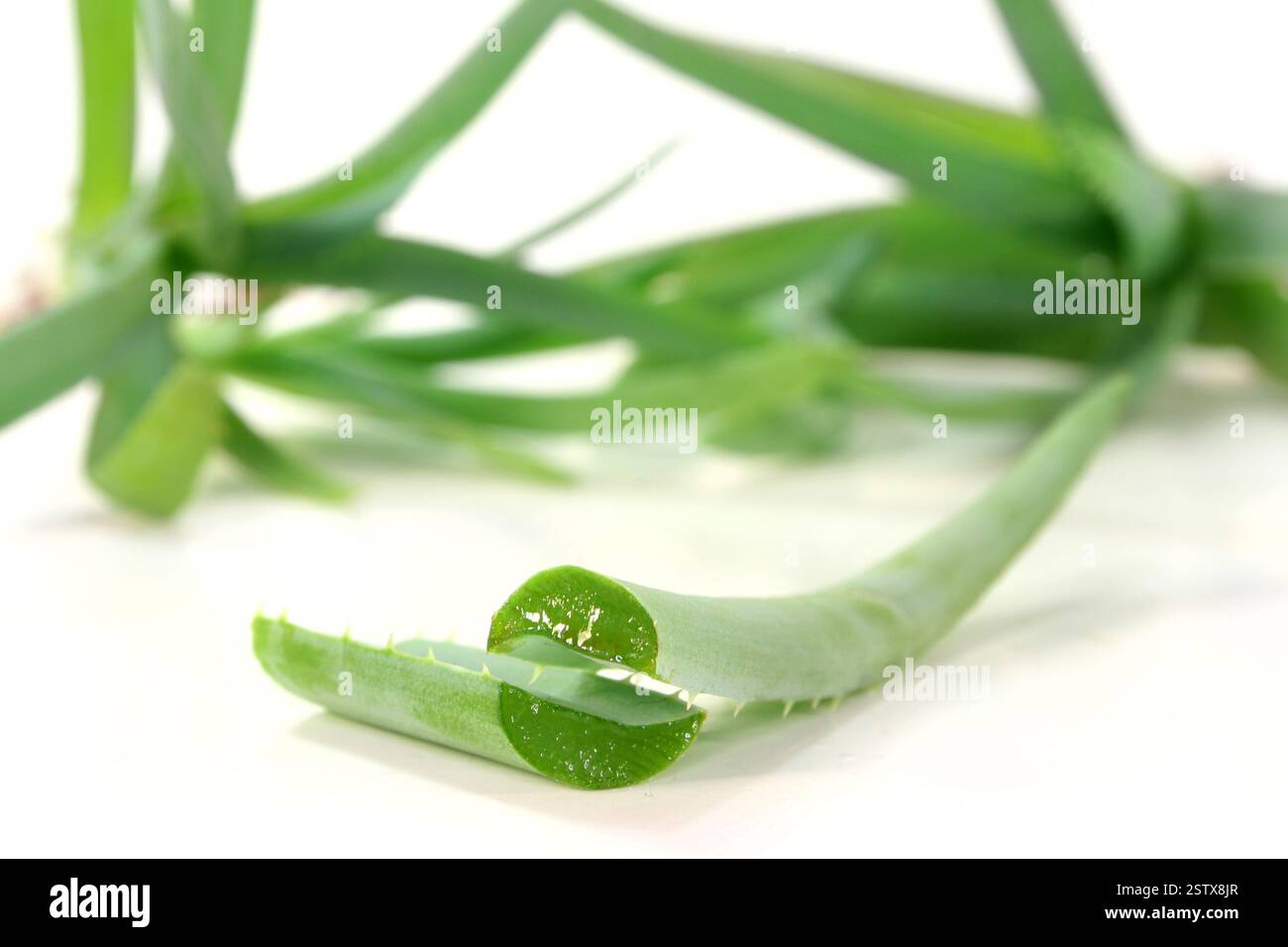 Aloe vera Stockfoto