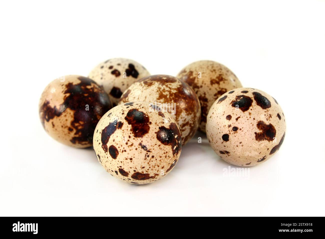 Wachteleier Stockfoto