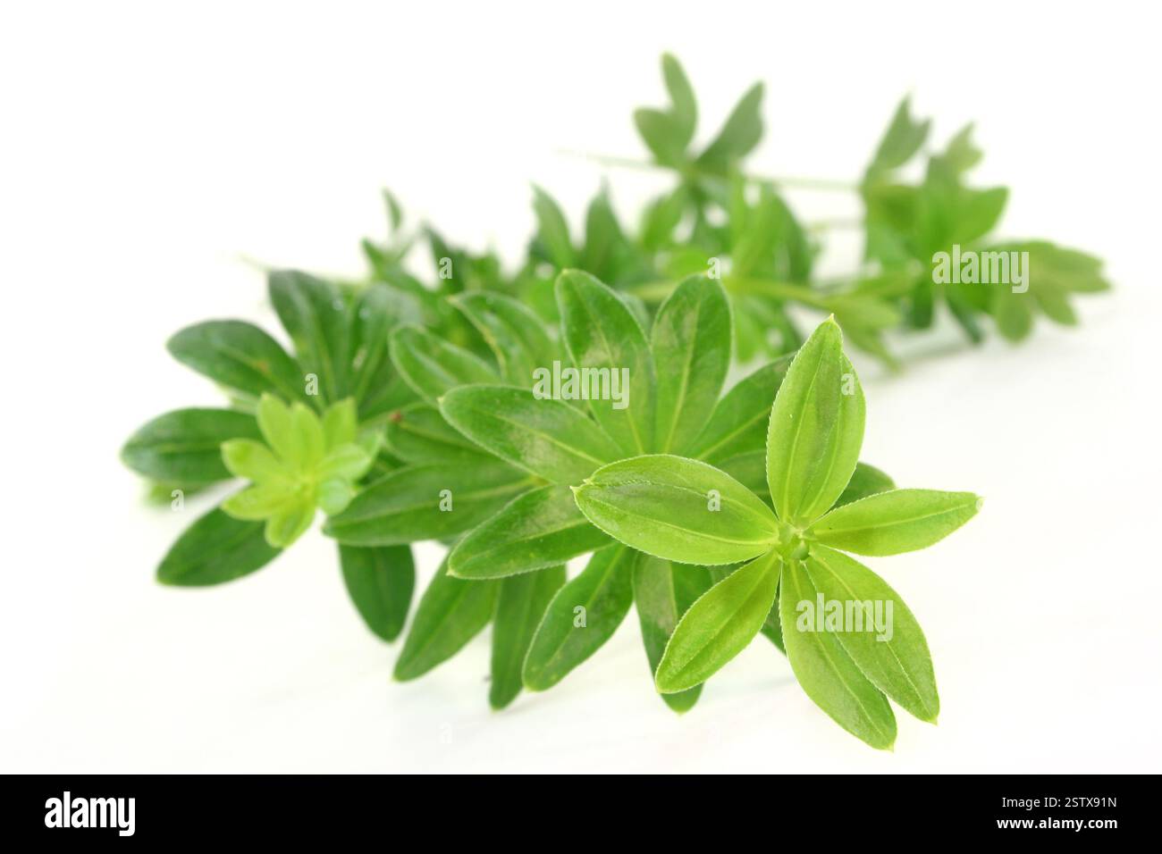 Waldmeister Stockfoto