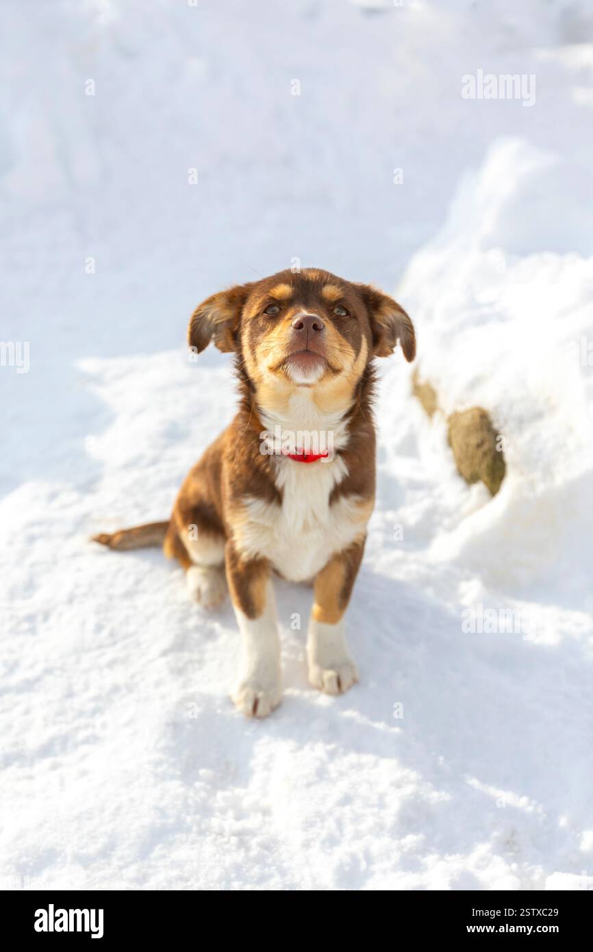 Brauner und weißer Hündchen sitzt draußen im Schnee, die Nase blickt nach oben. Gemischte Rasse Stockfoto