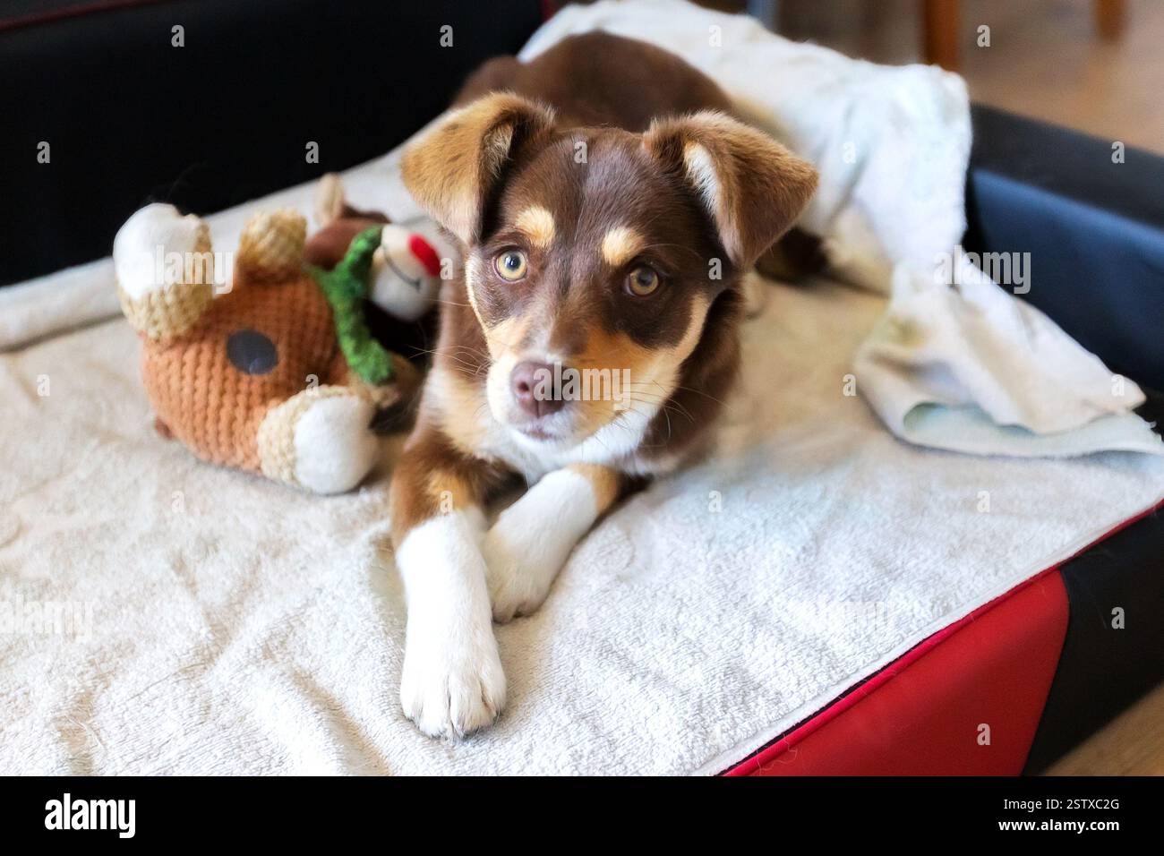 Brauner Hündchen, der in einem Hundebett mit Spielzeug liegt und in die Kamera blickt Stockfoto