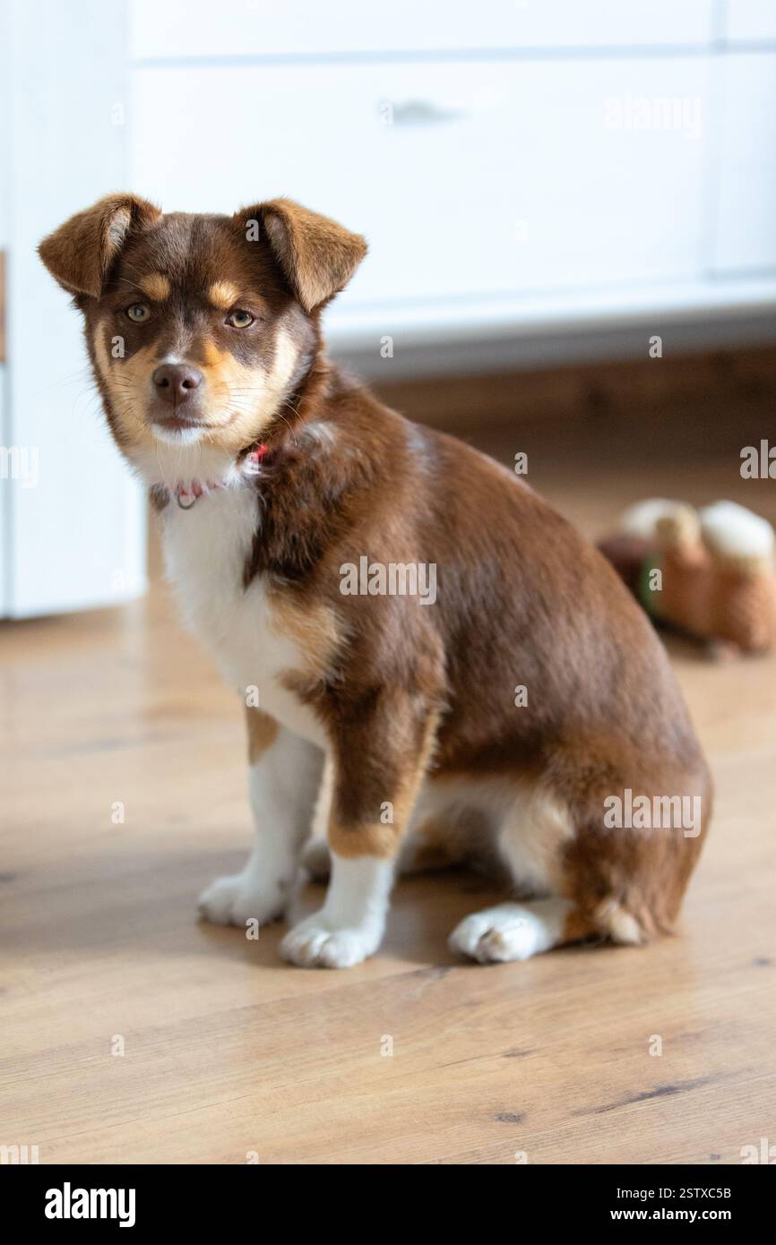 Brauner Hündchen sitzt drinnen auf dem Boden, Spielzeug dahinter und blickt in die Kamera Stockfoto