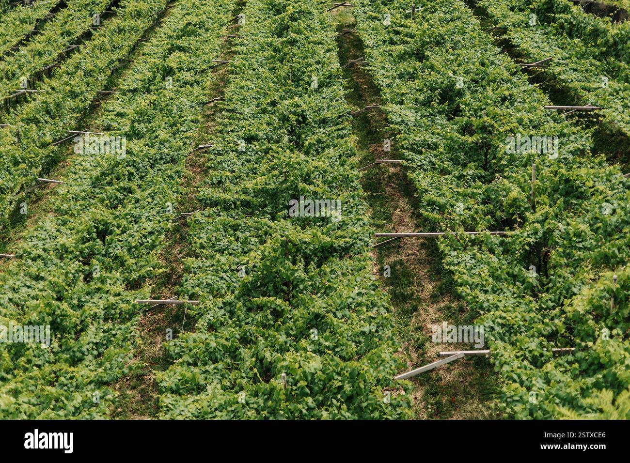 Weinberg aus Norditalien. Das Bild zeigt nur den Weinberg. Fortschrittliche Technologien in der Landwirtschaft. Stockfoto