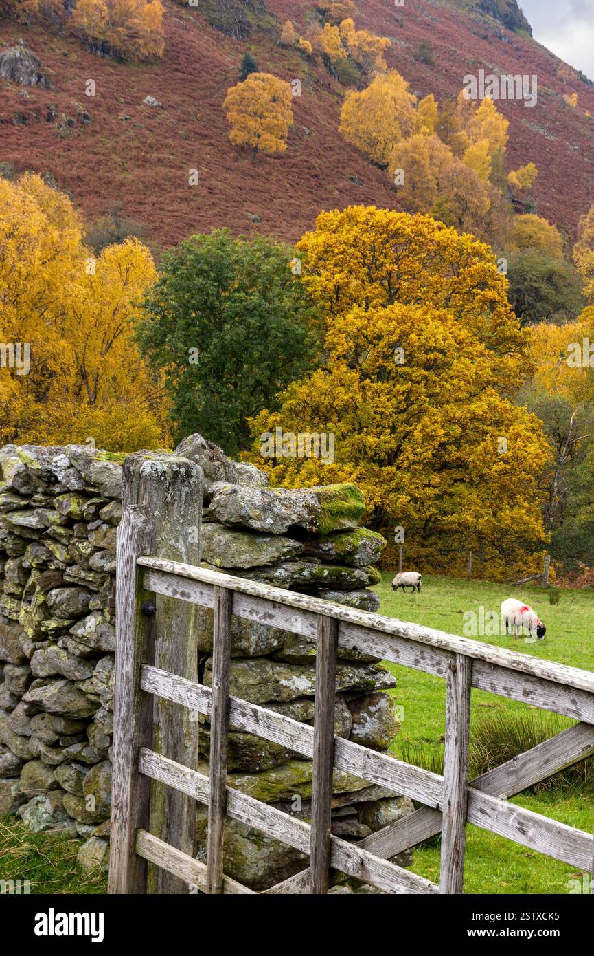 Hölzerne Bauernhof-Tor, alte Trockenmauern Schafe und herbstliche Bäume im November im Lake District, Cumbria, England, Großbritannien Stockfoto