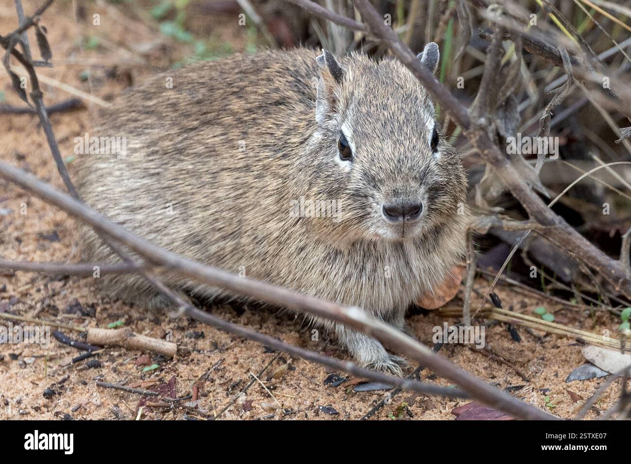 Brasilianisches Meerschweinchen, Cavia aperea, alias, Cavy, Cerrado, Brasilien Savannah, Brasilien Stockfoto