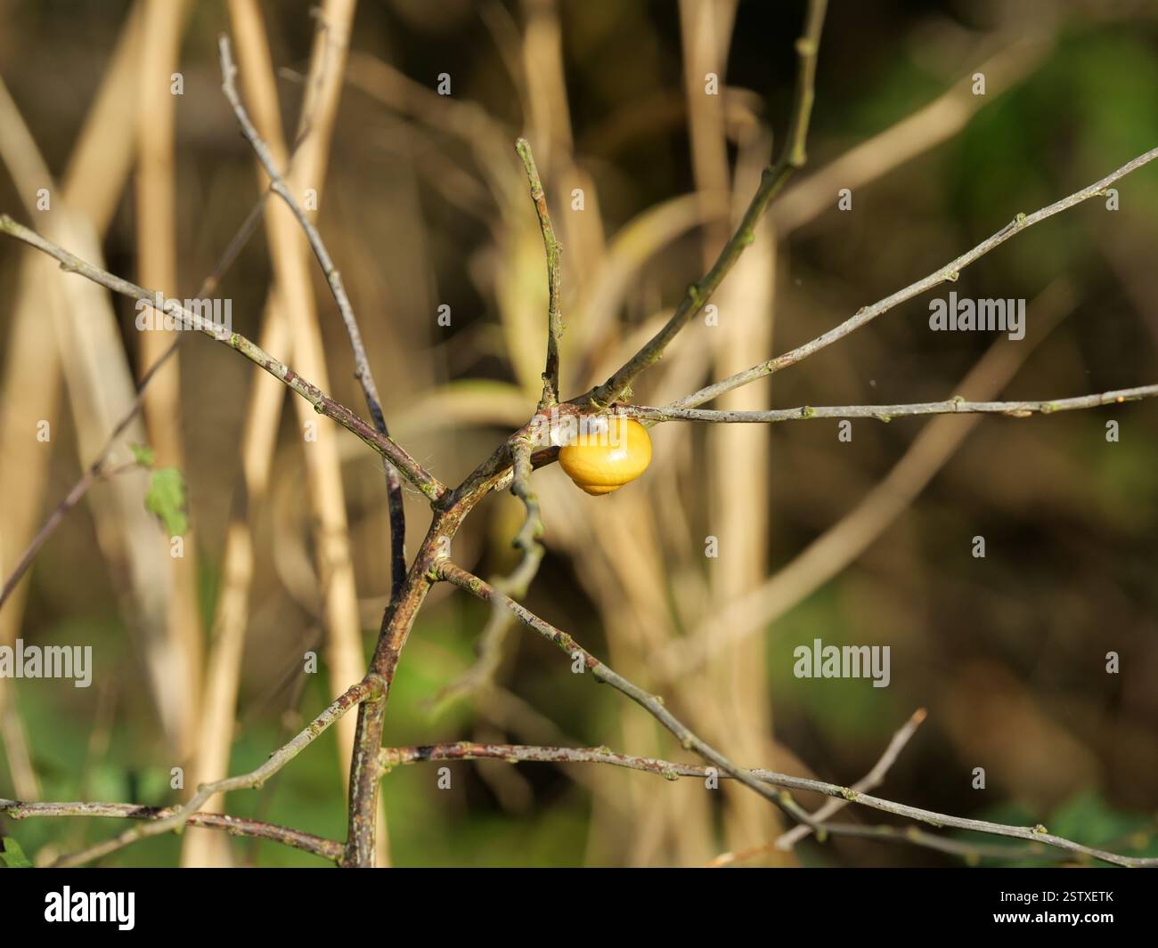 Eine kleine gelbe Hainschnecke sitzt auf den Herbstzweigen und hat ihre Schneckenschale für den Winter geschlossen Stockfoto