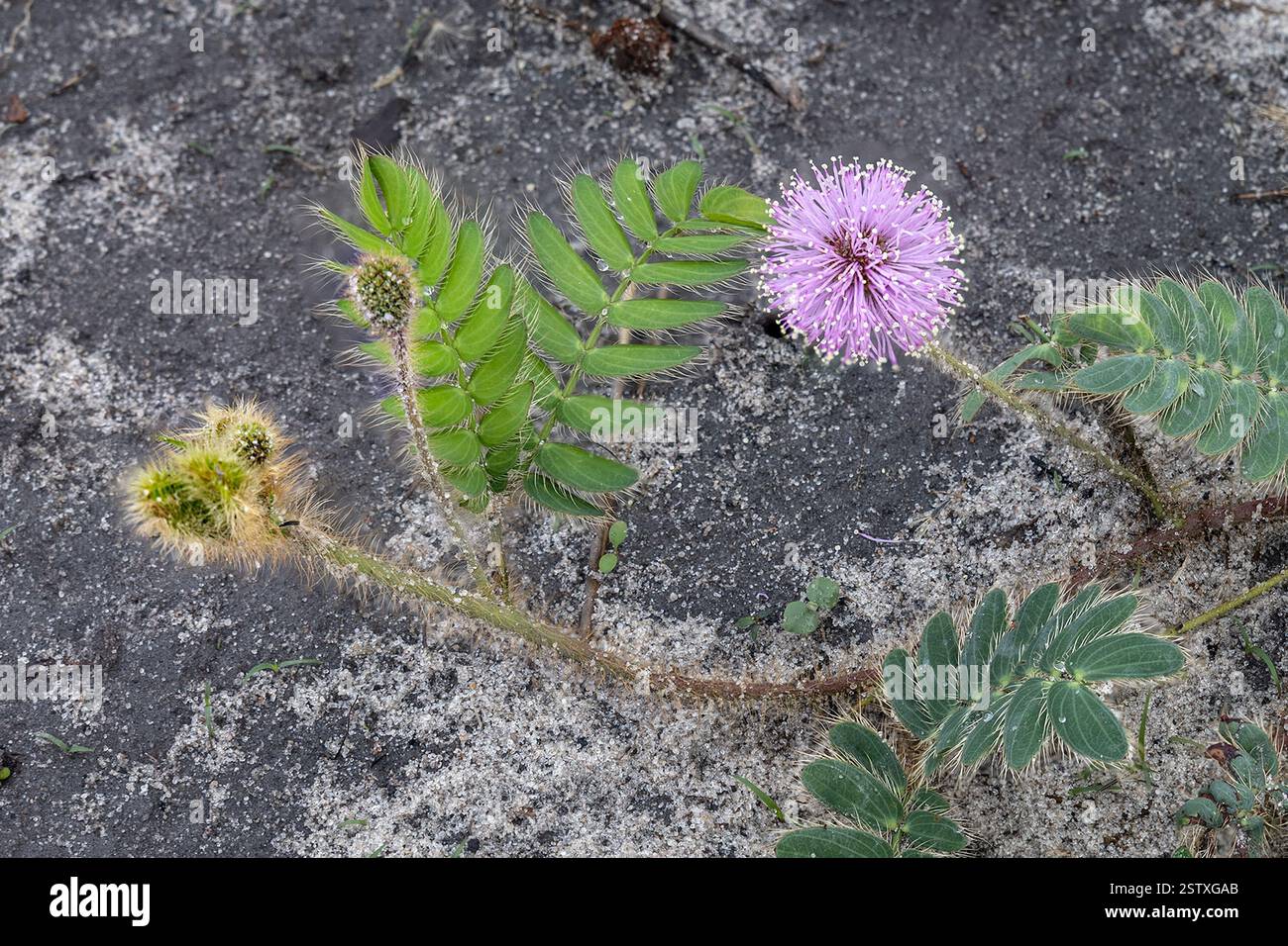 Mimosa pudica, Cerrado, Brasilien Savannah, Brasilien. Auch bekannt als empfindliche Pflanze, verschlafene Pflanze, Aktionspflanze, bescheidene Pflanze, Touch-Me-Not, Stockfoto