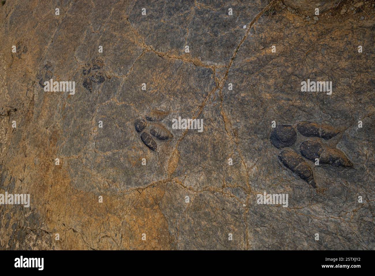 Dinosaurier-Fußabdruck Stockfoto