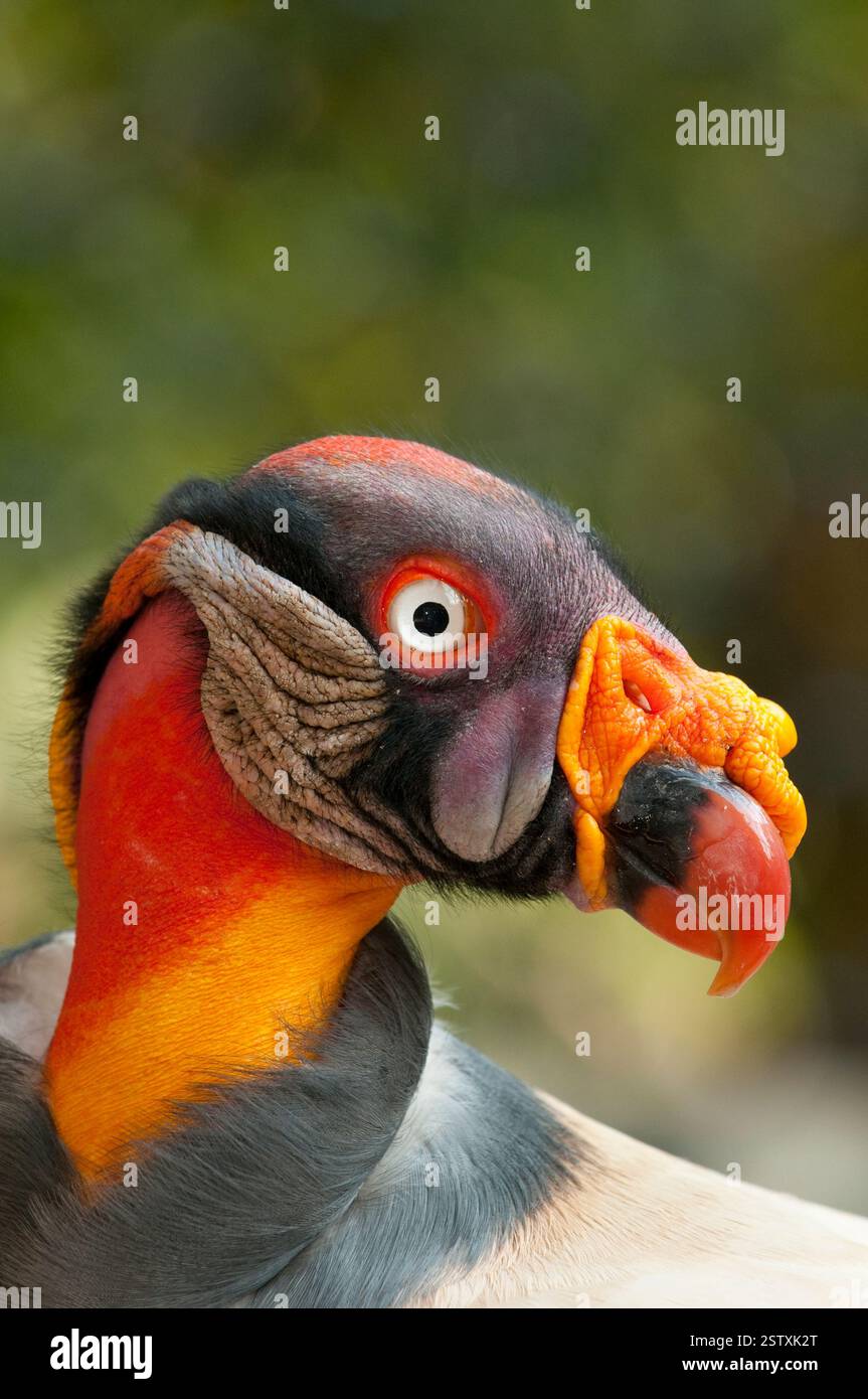 königsgeier (Sarcoamphus Papa) Amazonasregion, Kolumbien – Stockfoto Stockfoto