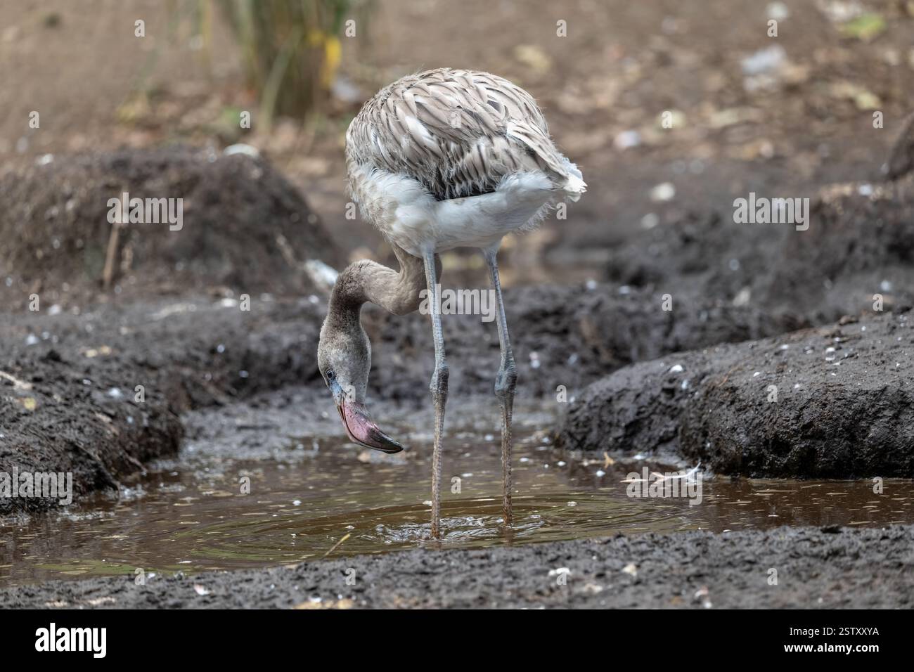 Der amerikanische Flamingo (Phoenicopterus ruber), junger Watvogel aus der Familie Phoenicopteridae, der auf den Westindischen Inseln im Norden Südamerikas beheimatet ist Stockfoto