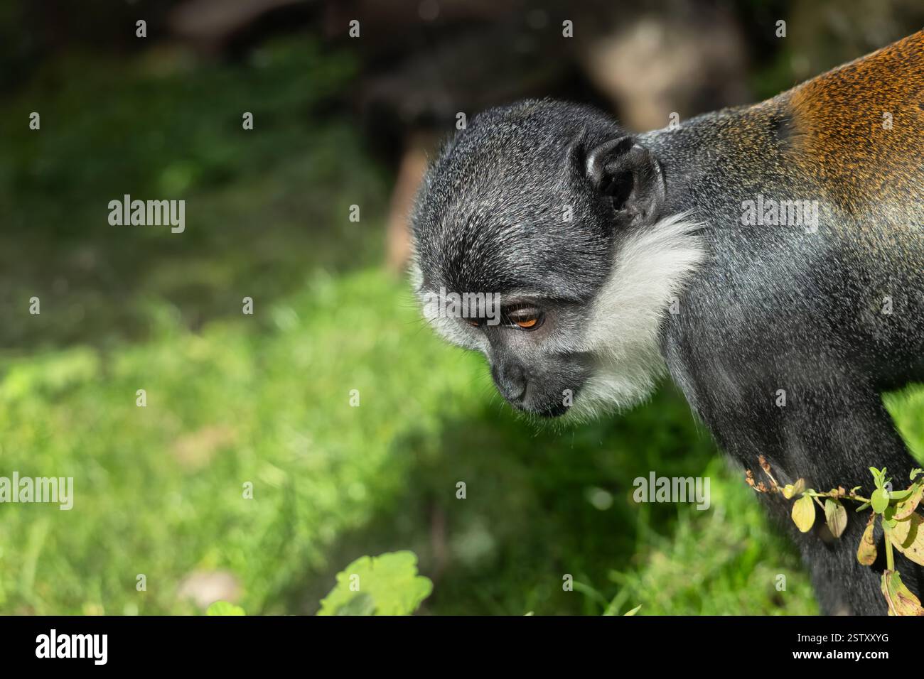 Porträt des L'Hoest-Affen Allochrocebus lhoesti Jung- oder Bergaffen, Tier aus der Familie Cercopithecidae, Heimatregion: Oberer Osten des Kongo Stockfoto