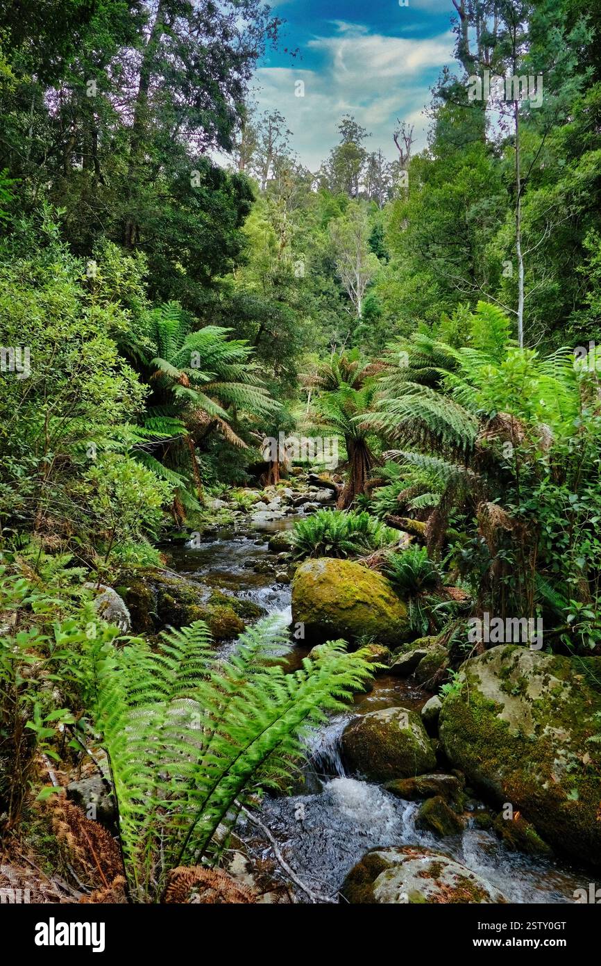 Kristallklarer Bach mit Baumfarnen und moosbedeckten Felsbrocken im dichten Dschungel des Evercreech Forest Reserve, Tasmanien, Australien Stockfoto