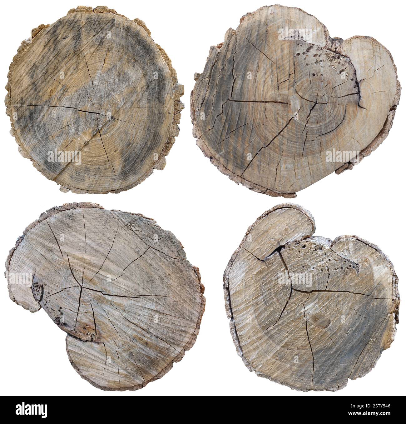 Holzstumpfquerschnitt Design-Elementsatz Stockfoto