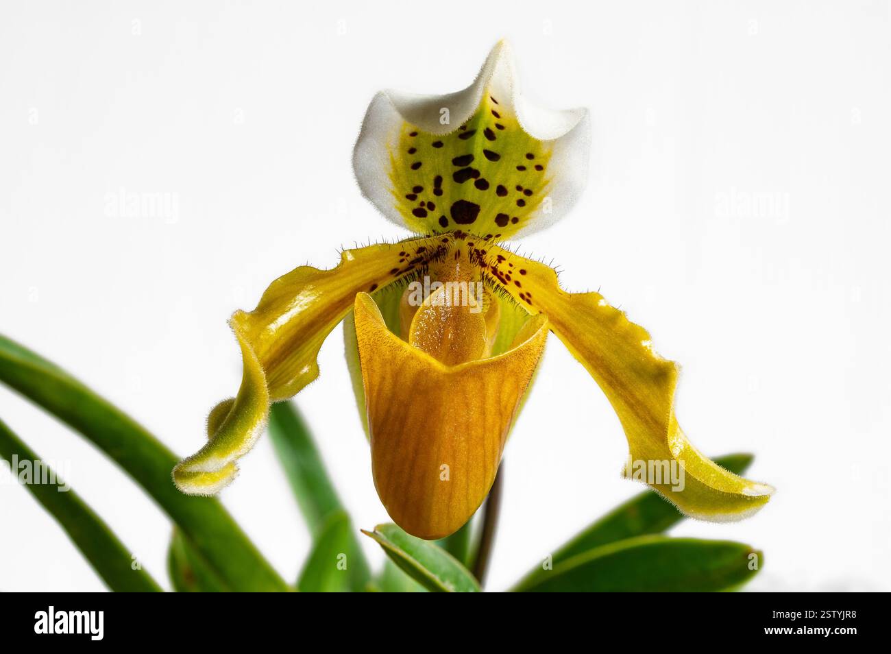 Nahaufnahme Vorderansicht der bunten frischen Blume der Dame Slipper Orchideenart paphiopedilum exul isoliert auf weißem Hintergrund Stockfoto
