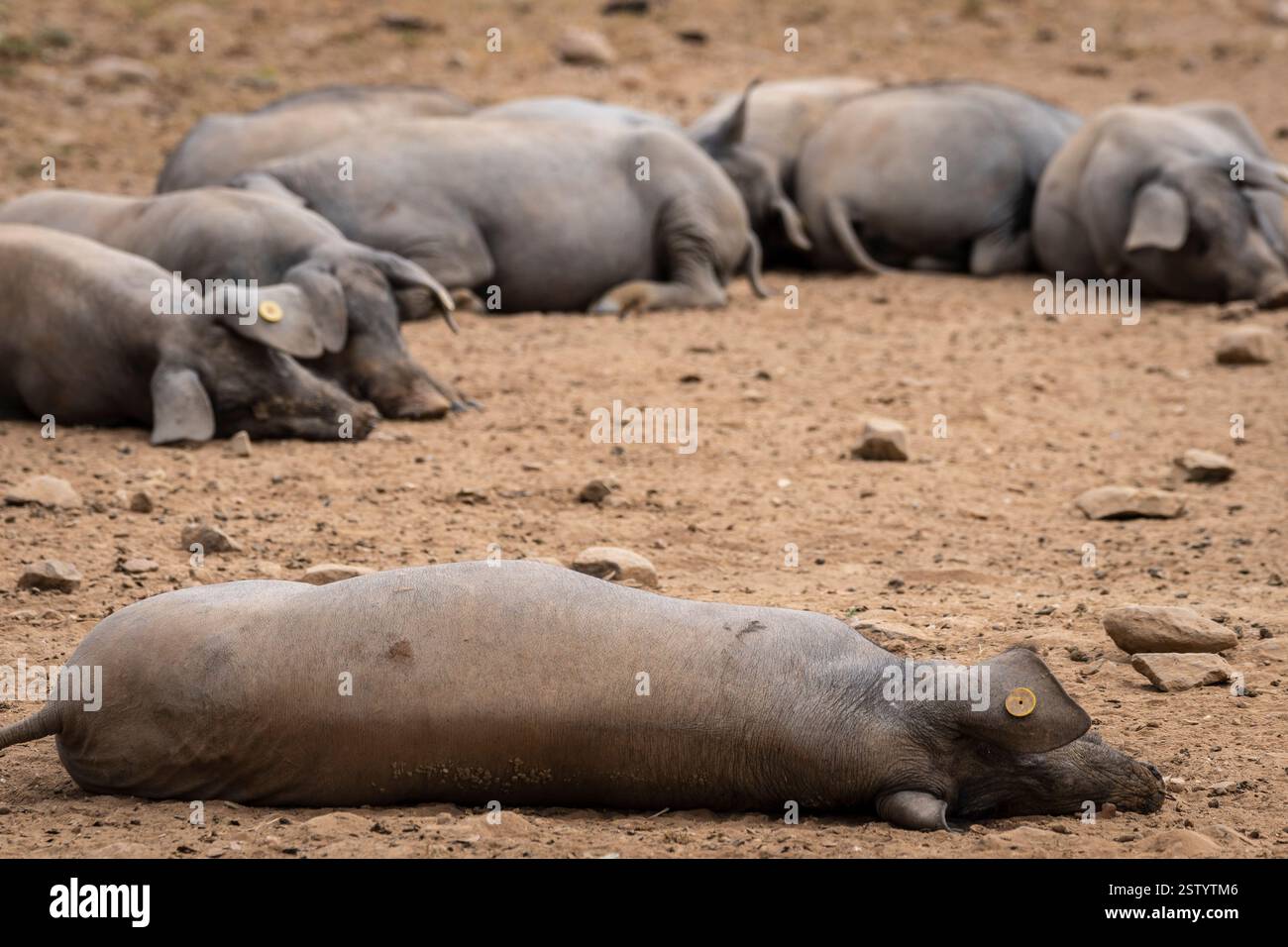 Herde iberischer Schweine in einem Steineichenwald Stockfoto Herde iberischer Schweine in einem Steineichenwald Stockfoto