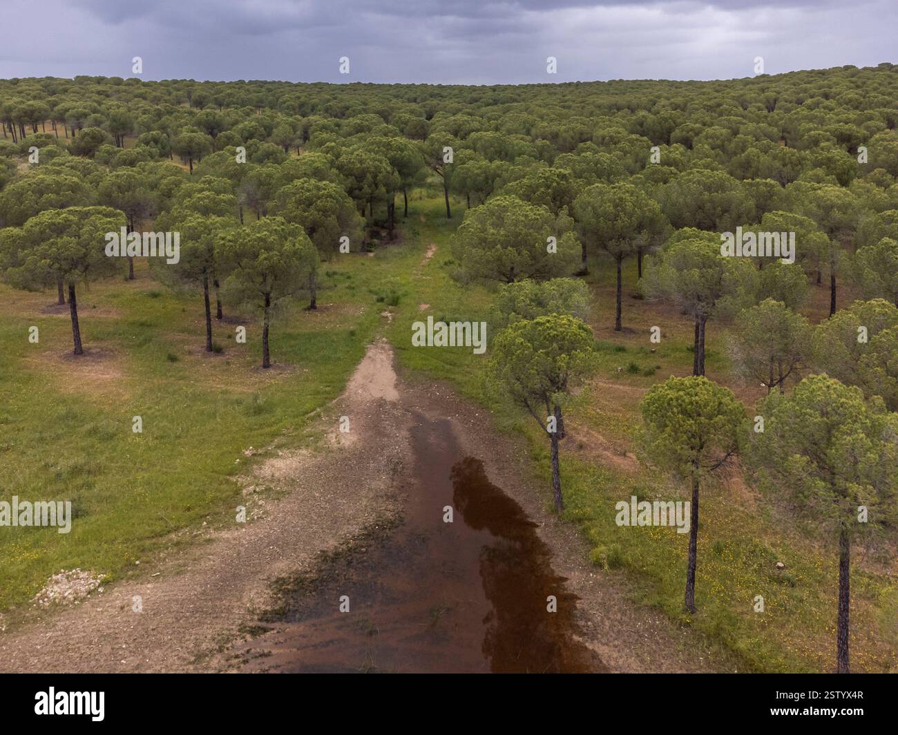 Stausee und Kiefernwald von San Walabonso Stockfoto