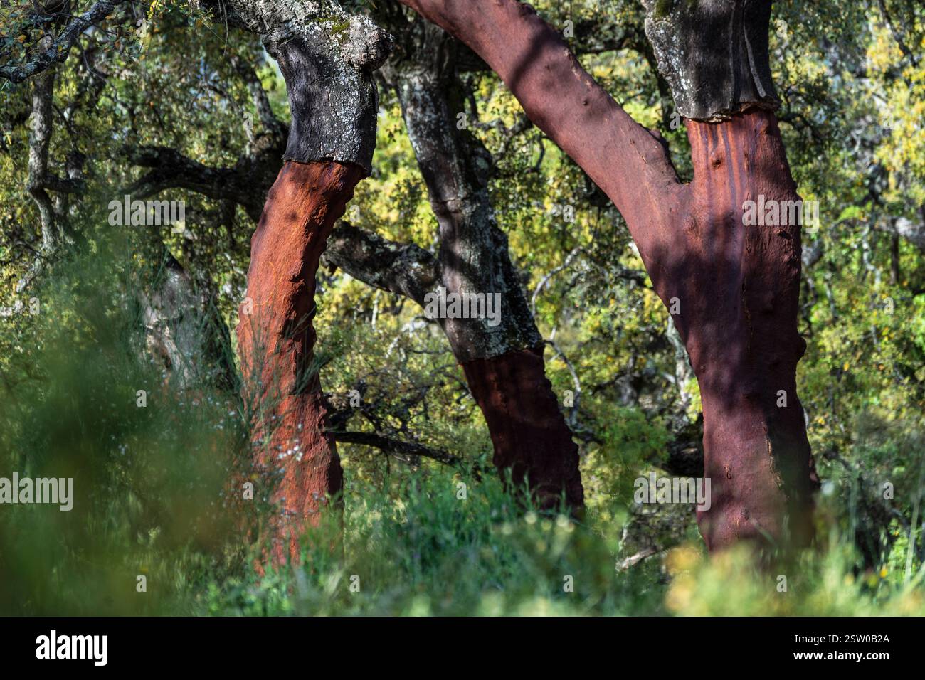 Korkeichen mit geerntetem Kork (Quercus suber) Stockfoto Korkeichen mit geerntetem Kork (Quercus suber) Stockfoto