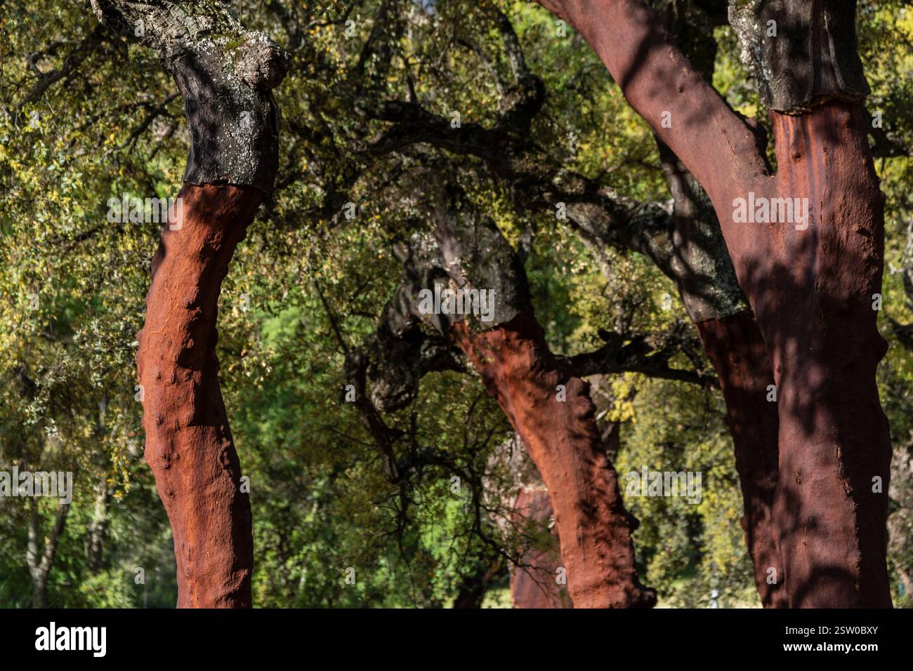 Korkeichen mit geerntetem Kork (Quercus suber) Stockfoto Korkeichen mit geerntetem Kork (Quercus suber) Stockfoto
