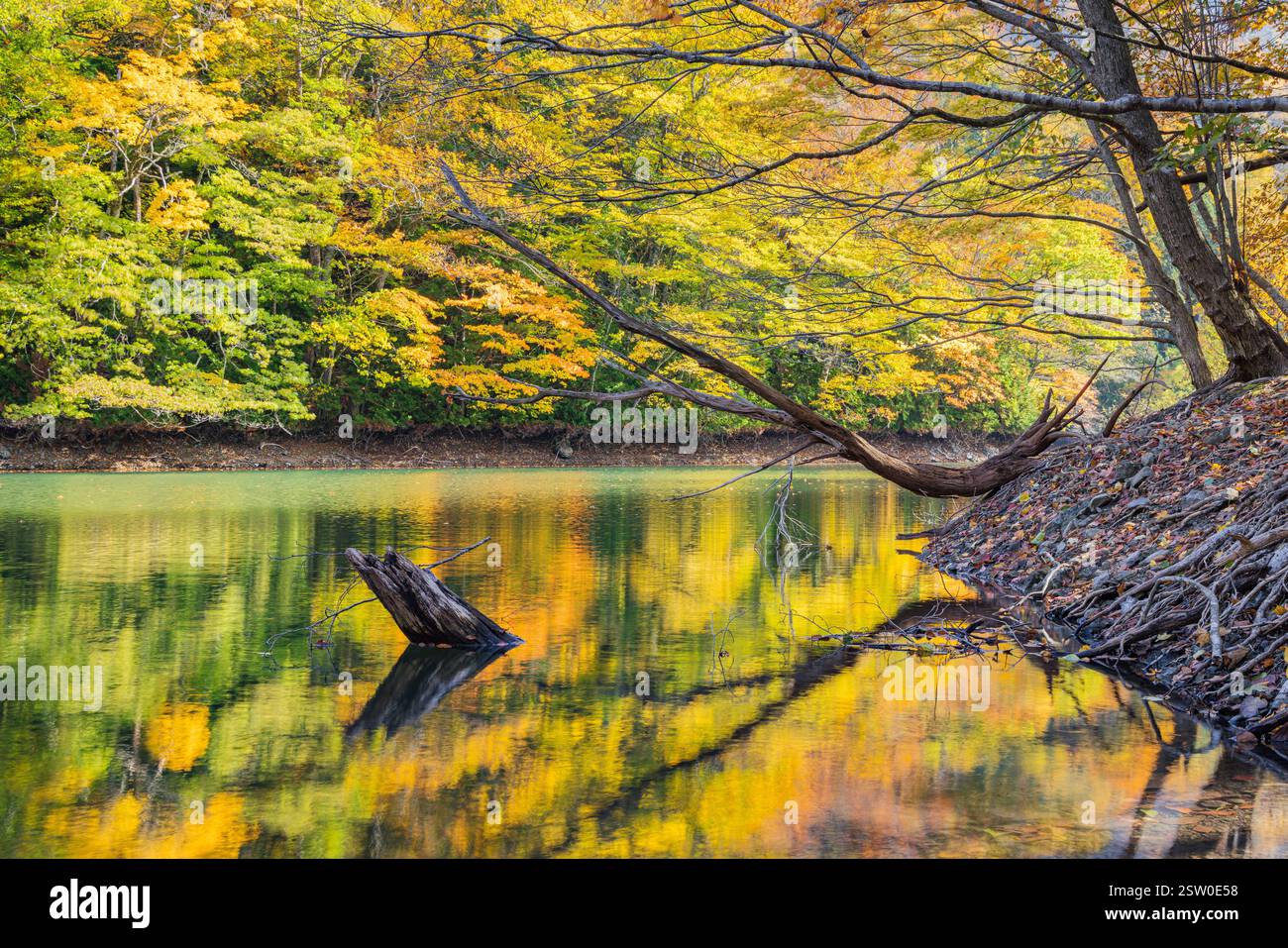 Teiche und Herbstblätter spiegeln sich im Spiegel in Jyunuiko in Fukaura-cho, Nishi-Tsugaru-Gun, Präfektur Aomori, Japan Stockfoto