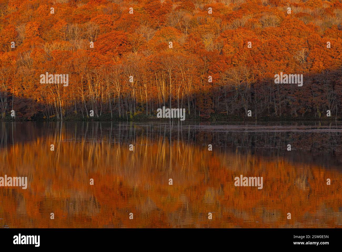 Herbstblätter, die am Morgen rot gefärbt sind, spiegeln sich im Wasserspiegel von Tsutanuma in Oirase Tsutanoyu, Stadt Towada, Präfektur Aomori, Japan Stockfoto
