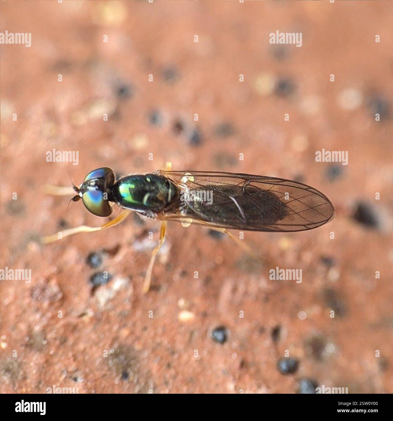 (Sargus decorus), Insecta, Collegetown, Ithaca, NY 14850, USA Stockfoto