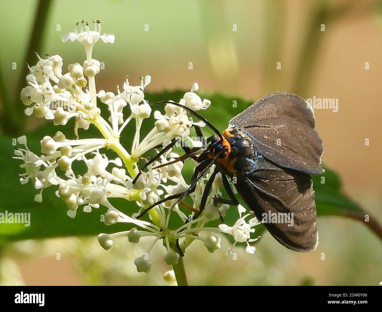 Virginia Ctenucha Moth (Ctenucha virginica), Insecta, 3 Broad ln, Teeterville, ON N0E 1S0, Kanada, Moth war auf einer New Jersey Tee Blume. Stockfoto