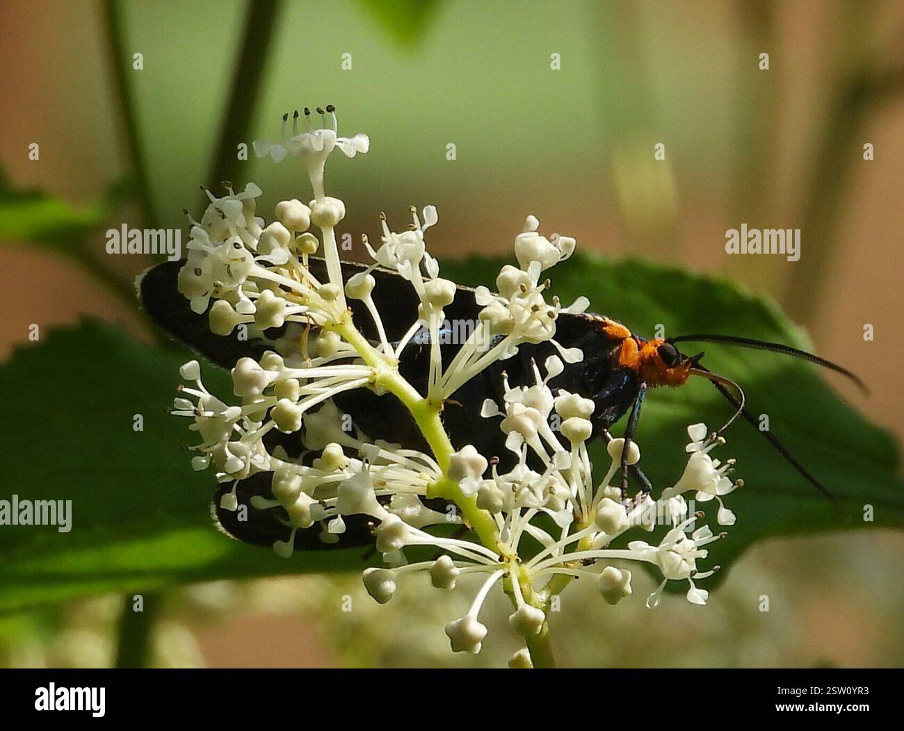 Virginia Ctenucha Moth (Ctenucha virginica), Insecta, 3 Broad ln, Teeterville, ON N0E 1S0, Kanada, Moth war auf einer New Jersey Tee Blume. Stockfoto