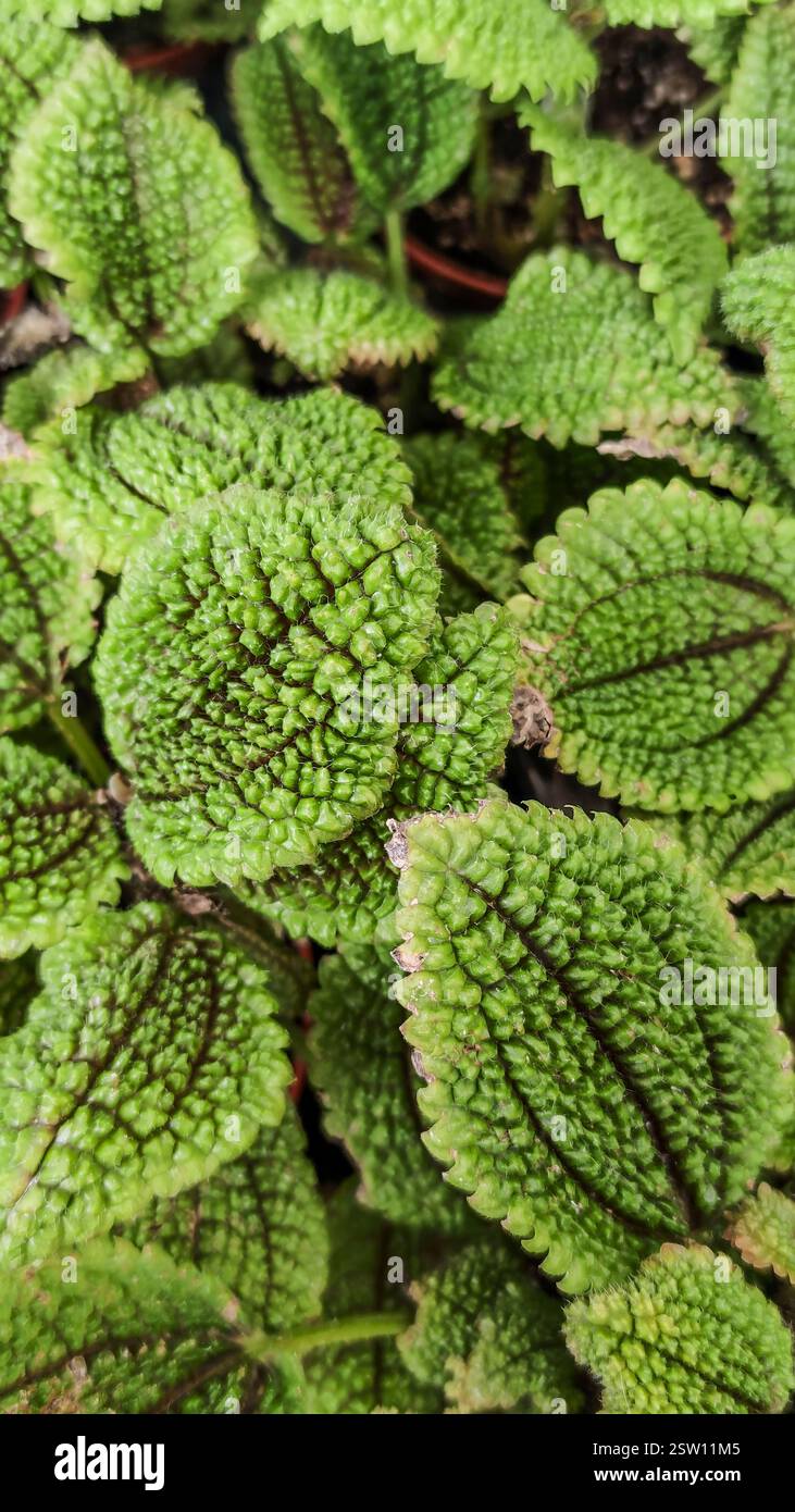 Schwedischer efeu -Fotos und -Bildmaterial in hoher Auflsung  Alamy