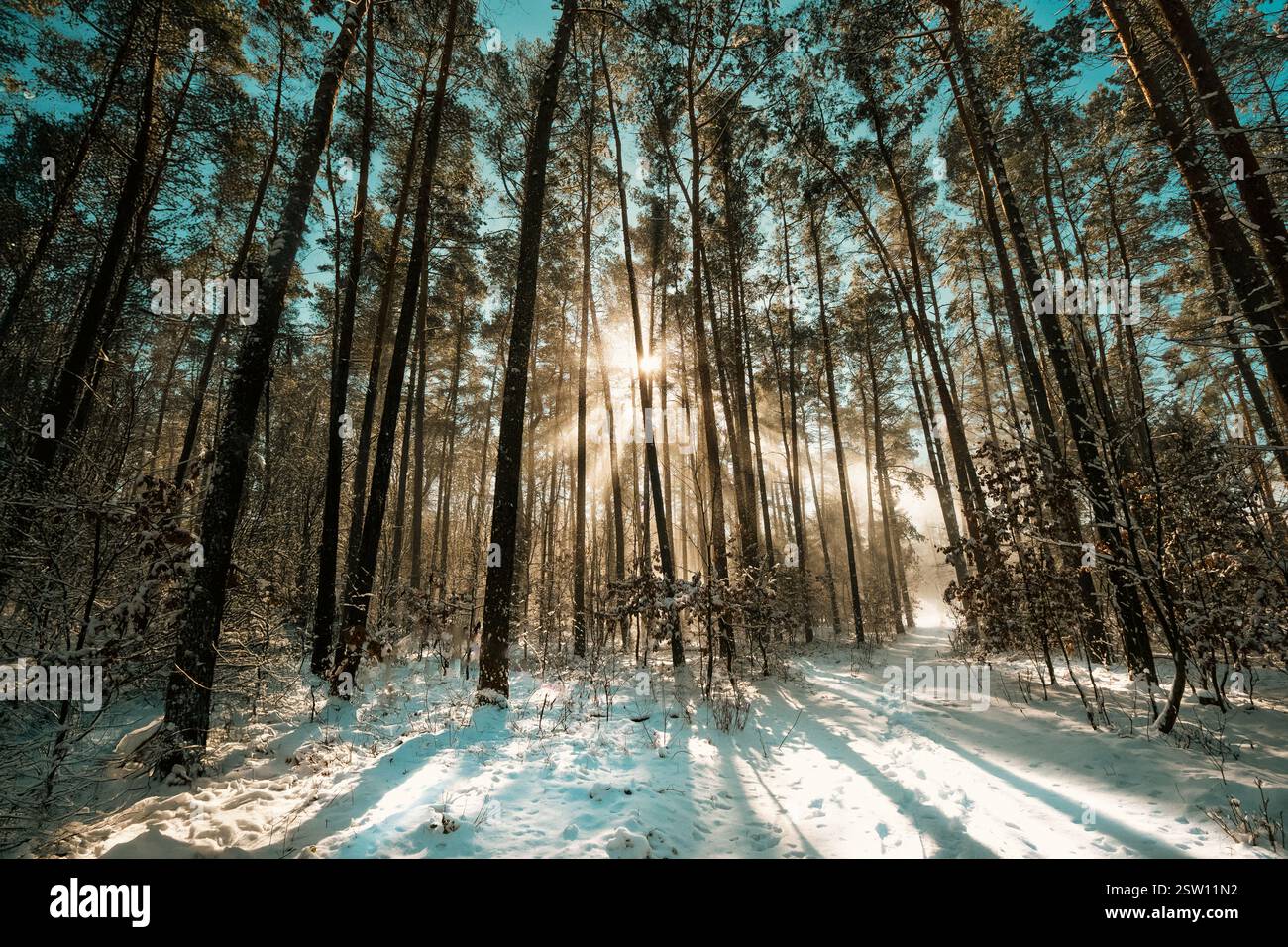 Winter Schnee Wald Sonne Licht Landschaft Hintergrund Stockfoto