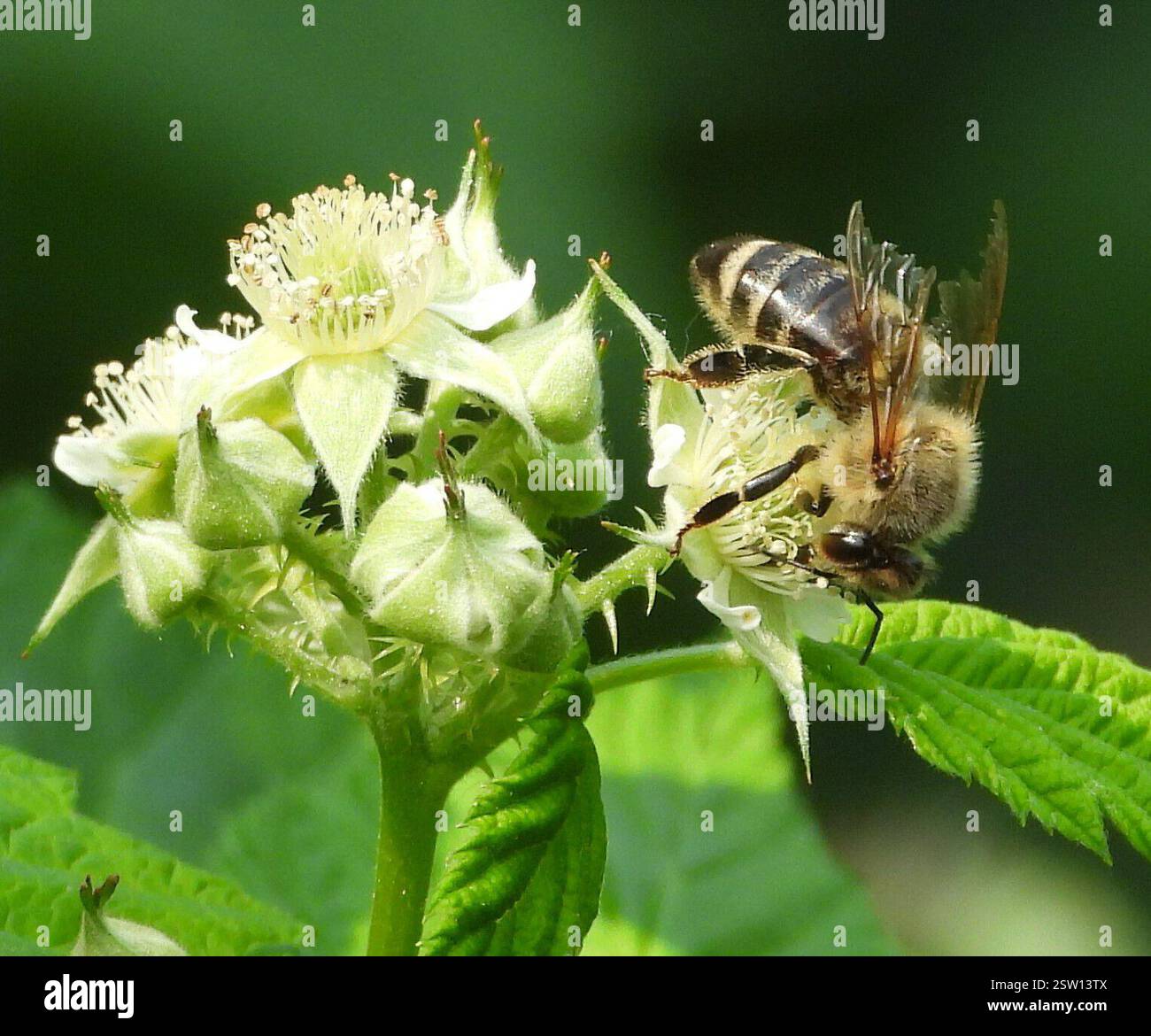 WESTERN Honey Bee (APIs mellifera), Insecta, 3 Broad ln, Teeterville, AUF DER N0E 1S0, Kanada, Bee ist auf Black Raspberry. Stockfoto