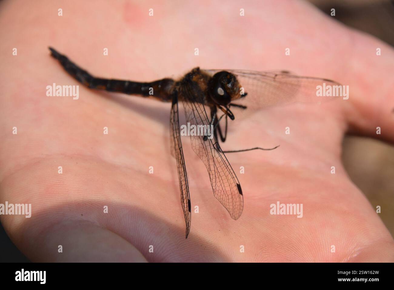 Baskettails (Epitheca), Insecta, Abitibi-Témiscamingue, QC, Kanada Stockfoto Baskettails (Epitheca), Insecta, Abitibi-Témiscamingue, QC, Kanada Stockfoto
