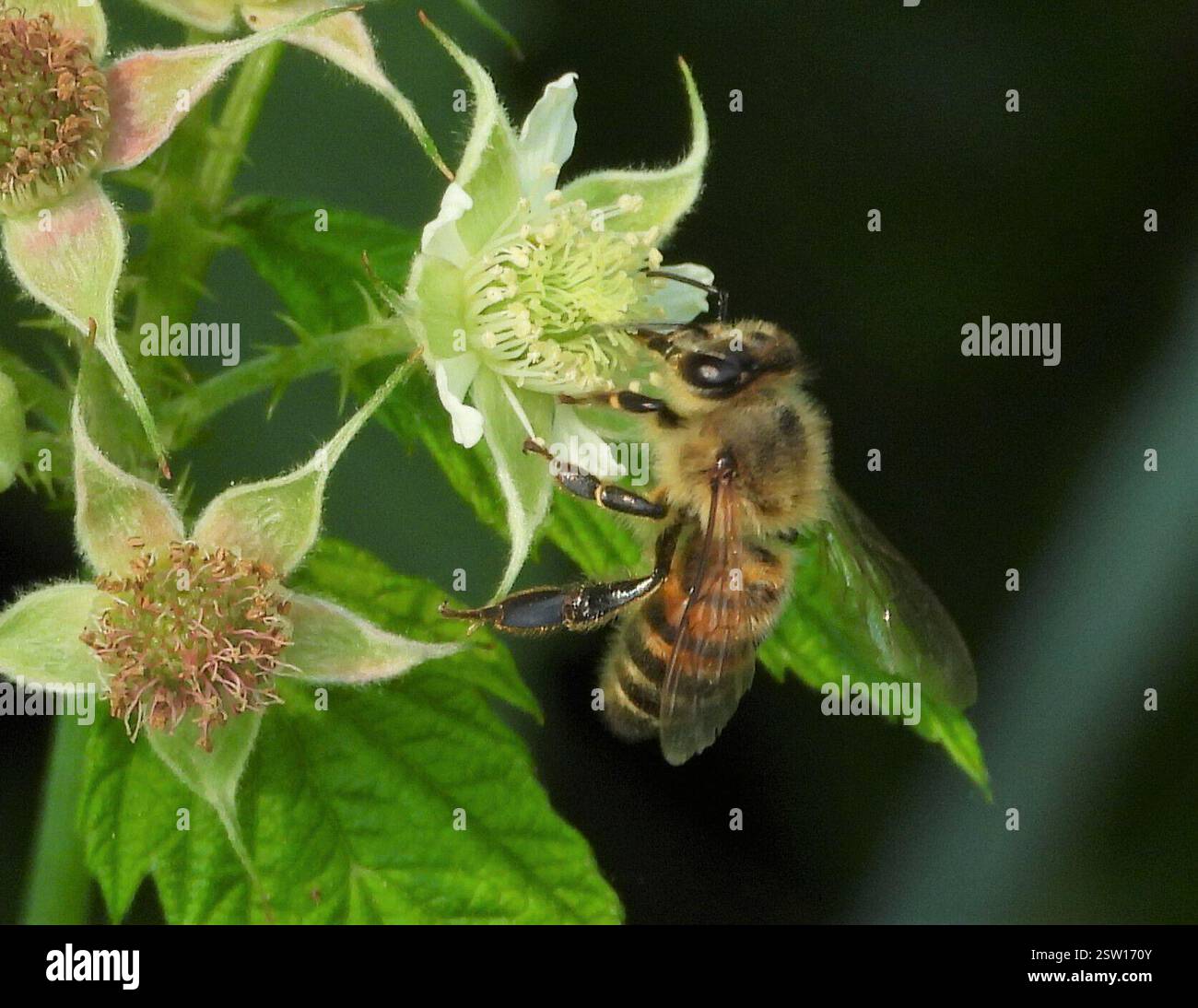 WESTERN Honey Bee (APIs mellifera), Insecta, 3 Broad ln, Teeterville, AUF DER N0E 1S0, Kanada, Bee ist auf Black Raspberry. Stockfoto