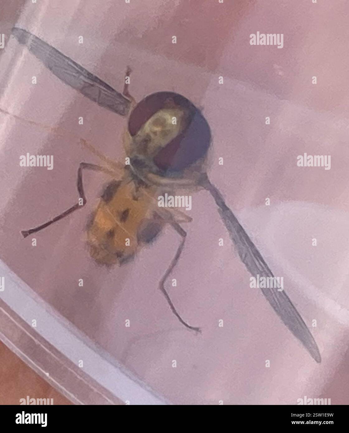 (Syrphini), Insecta, Cranborne Chase AONB, Shaftesbury, England, GB Stockfoto