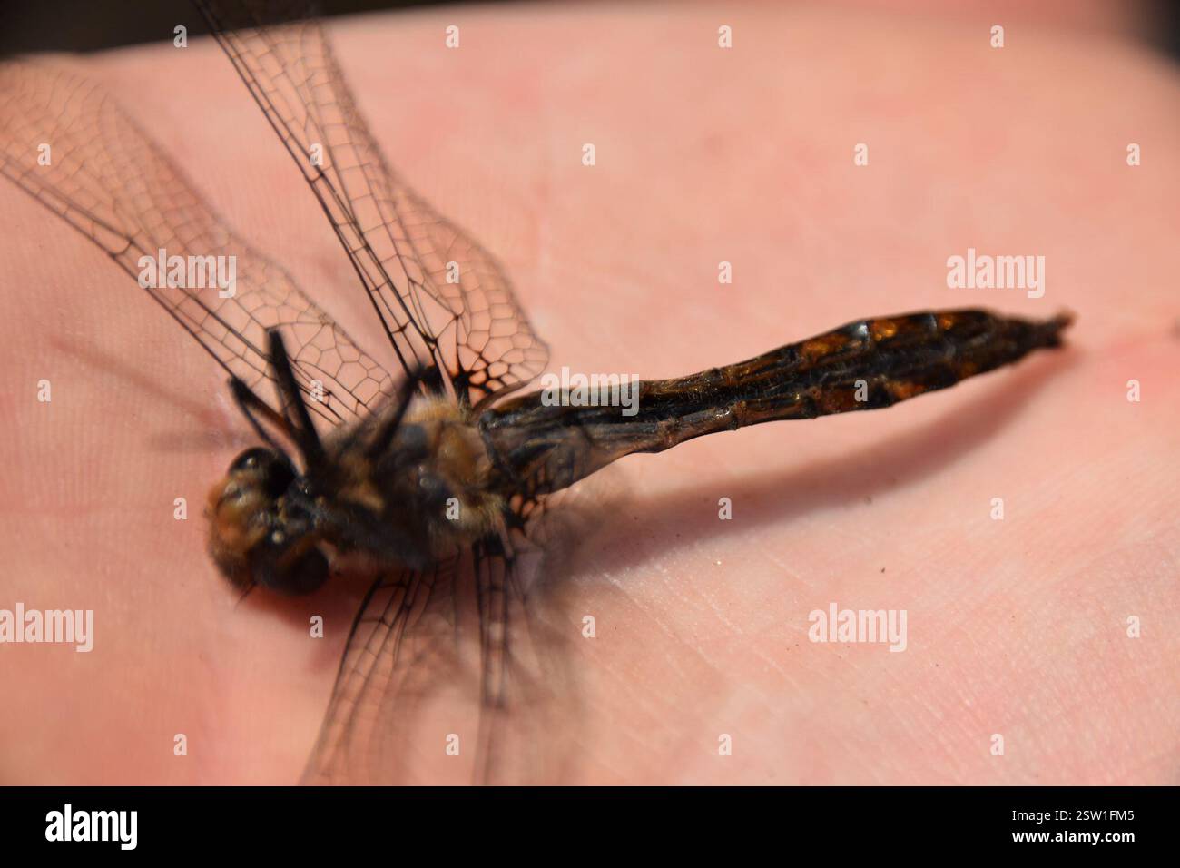 Baskettails (Epitheca), Insecta, Abitibi-Témiscamingue, QC, Kanada Stockfoto Baskettails (Epitheca), Insecta, Abitibi-Témiscamingue, QC, Kanada Stockfoto