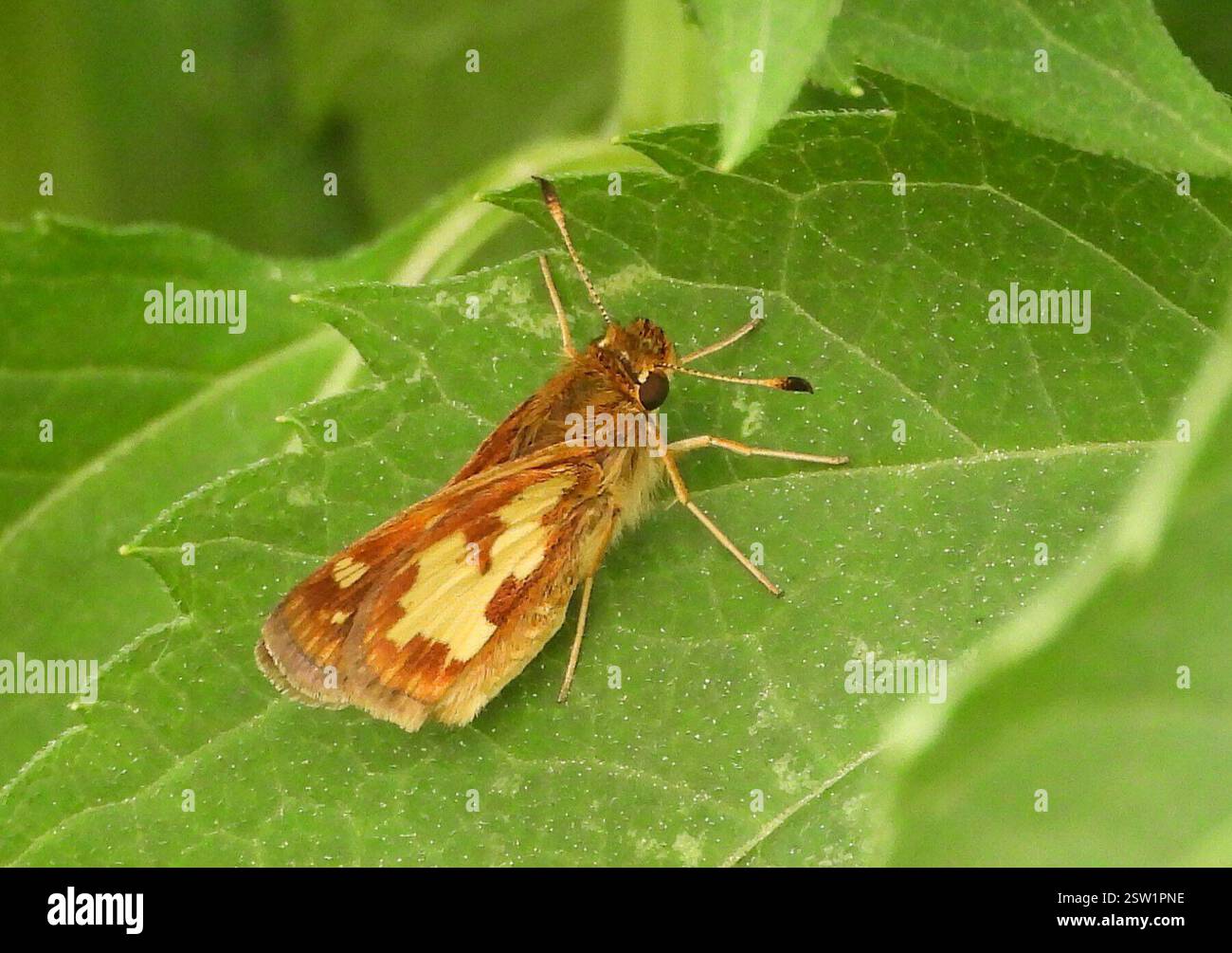 Peck's Skipper (Polites peckius), Insecta, 3 Broad ln, Teeterville, N0E 1S0, Kanada, Skipper ist auf False Sunflower (Heliopsis helianthoides). Stockfoto