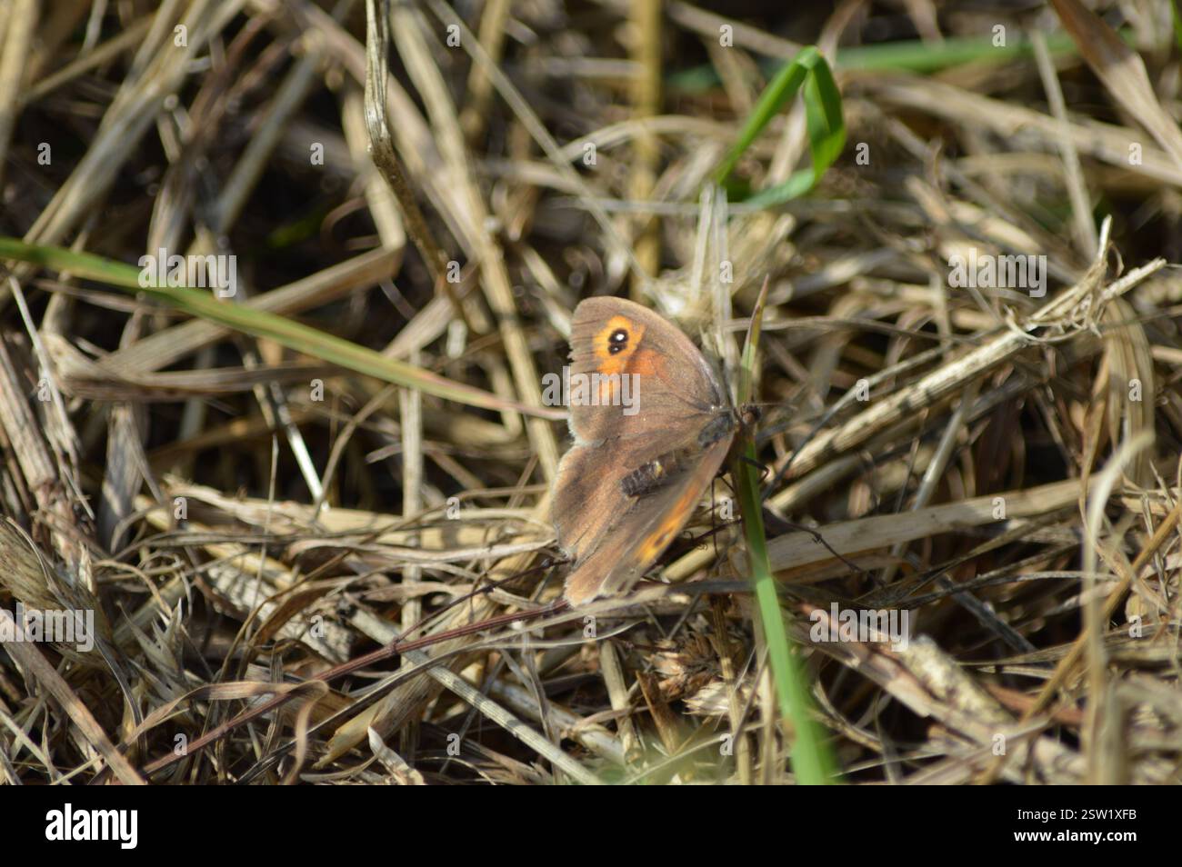 Wiesenbrauner Schmetterling auf dem Boden Stockfoto