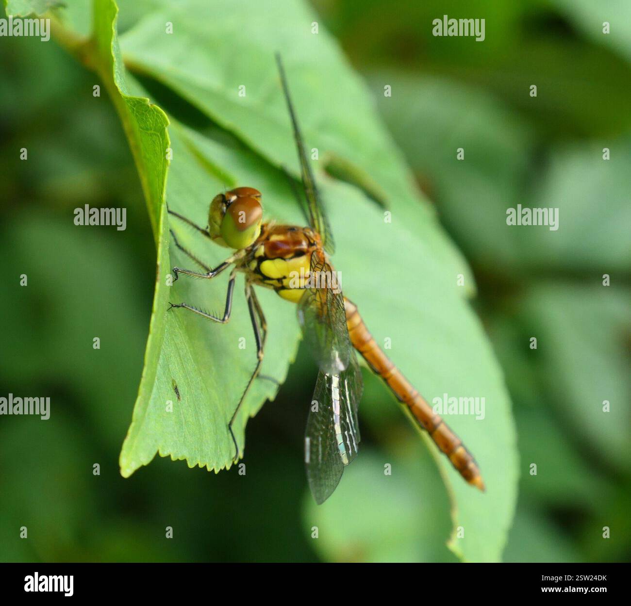 Common Darter (Sympetrum striolatum), Insecta, Provinz Triest, Italien Stockfoto Common Darter (Sympetrum striolatum), Insecta, Provinz Triest, Italien Stockfoto