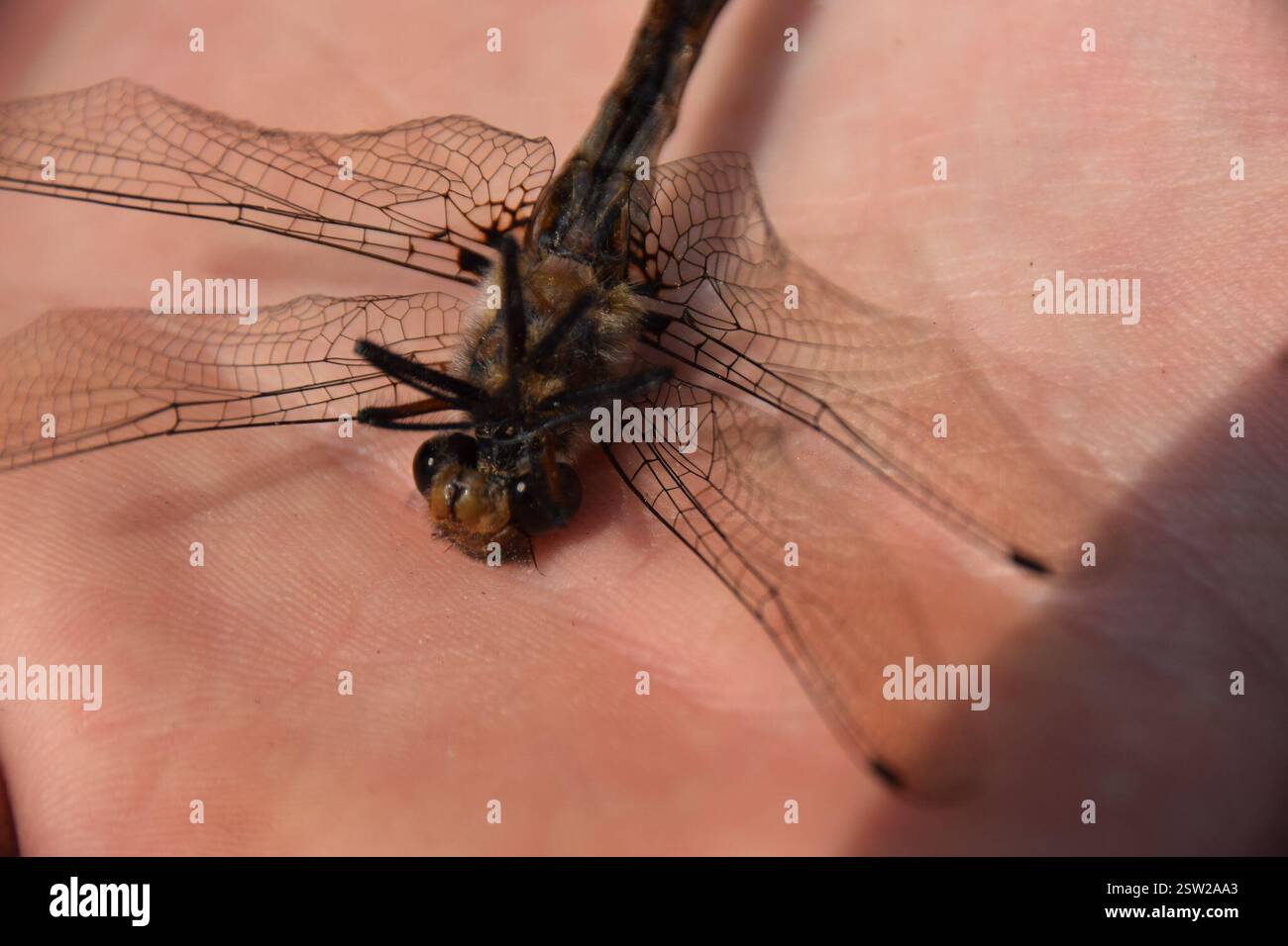 Baskettails (Epitheca), Insecta, Abitibi-Témiscamingue, QC, Kanada Stockfoto Baskettails (Epitheca), Insecta, Abitibi-Témiscamingue, QC, Kanada Stockfoto