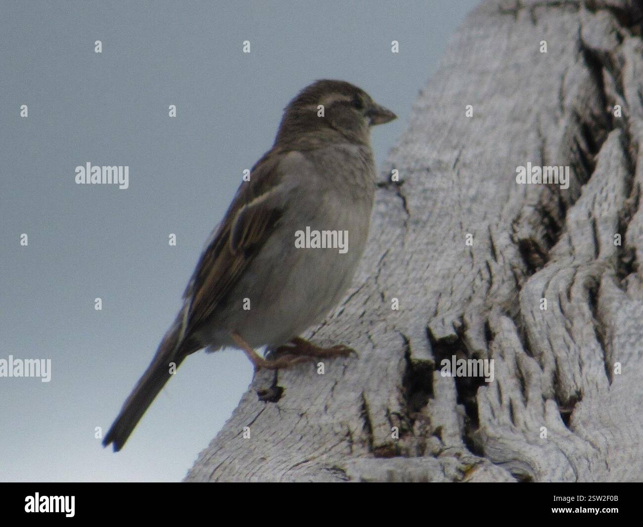 House Sparrow (Passer domesticus), Aves, Terry Bison Ranch Resort, Cheyenne, WY, USA Stockfoto