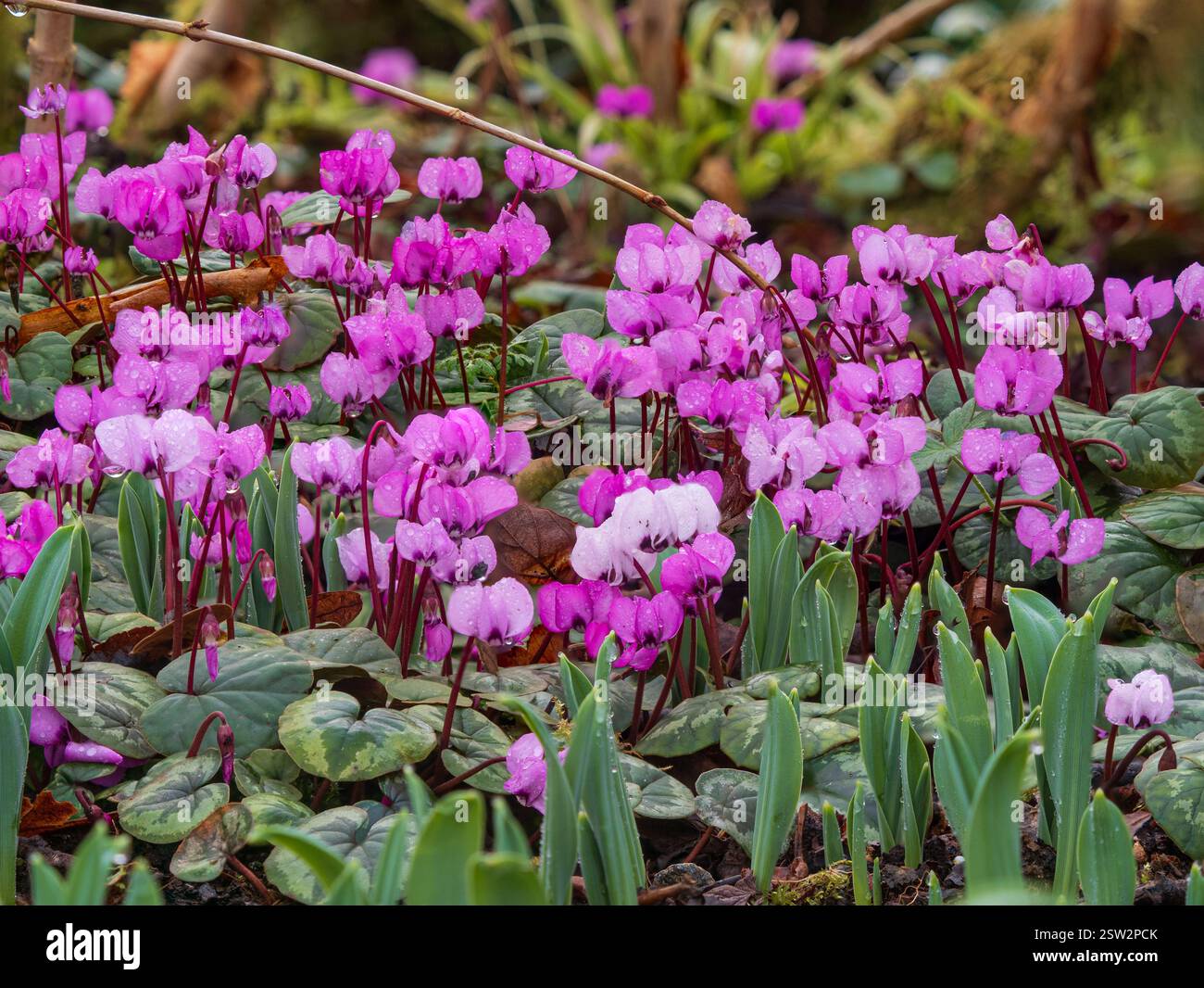 Dunkle und blassrosa Blüten der winterblühenden harten Knolle, Cyclamen Coum Stockfoto