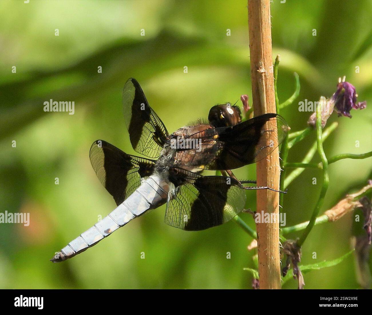 Common Whitetail (Plathemis lydia), Insecta, 3 Broad ln, Teeterville, ON N0E 1S0, Kanada Stockfoto