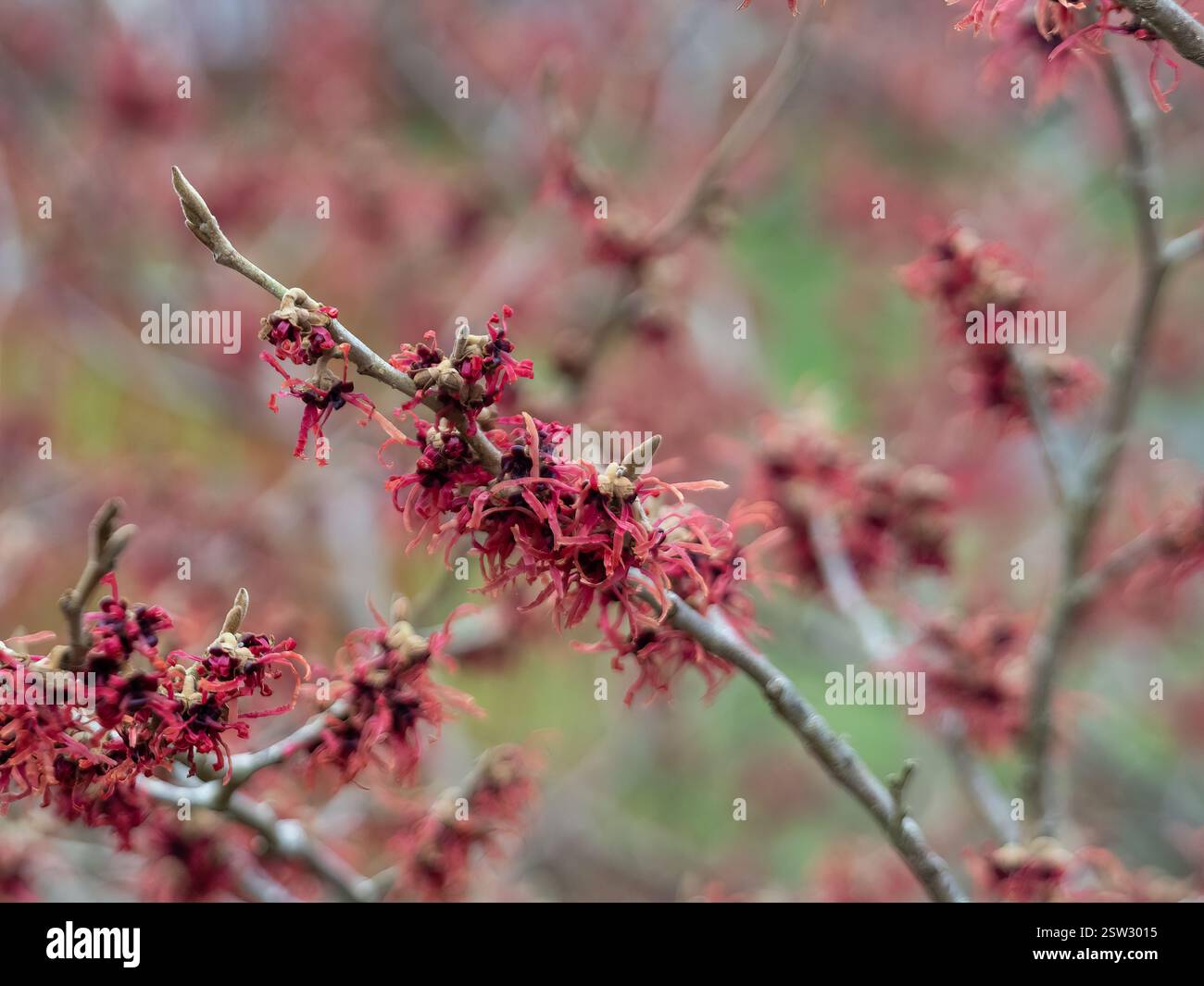 Hamamelis x intermedia „Livia“ mit tiefroten, spinnenförmigen Blütenblättern, die im Winter blühen und eine lebendige jahreszeitliche Farbe verleihen. Stockfoto