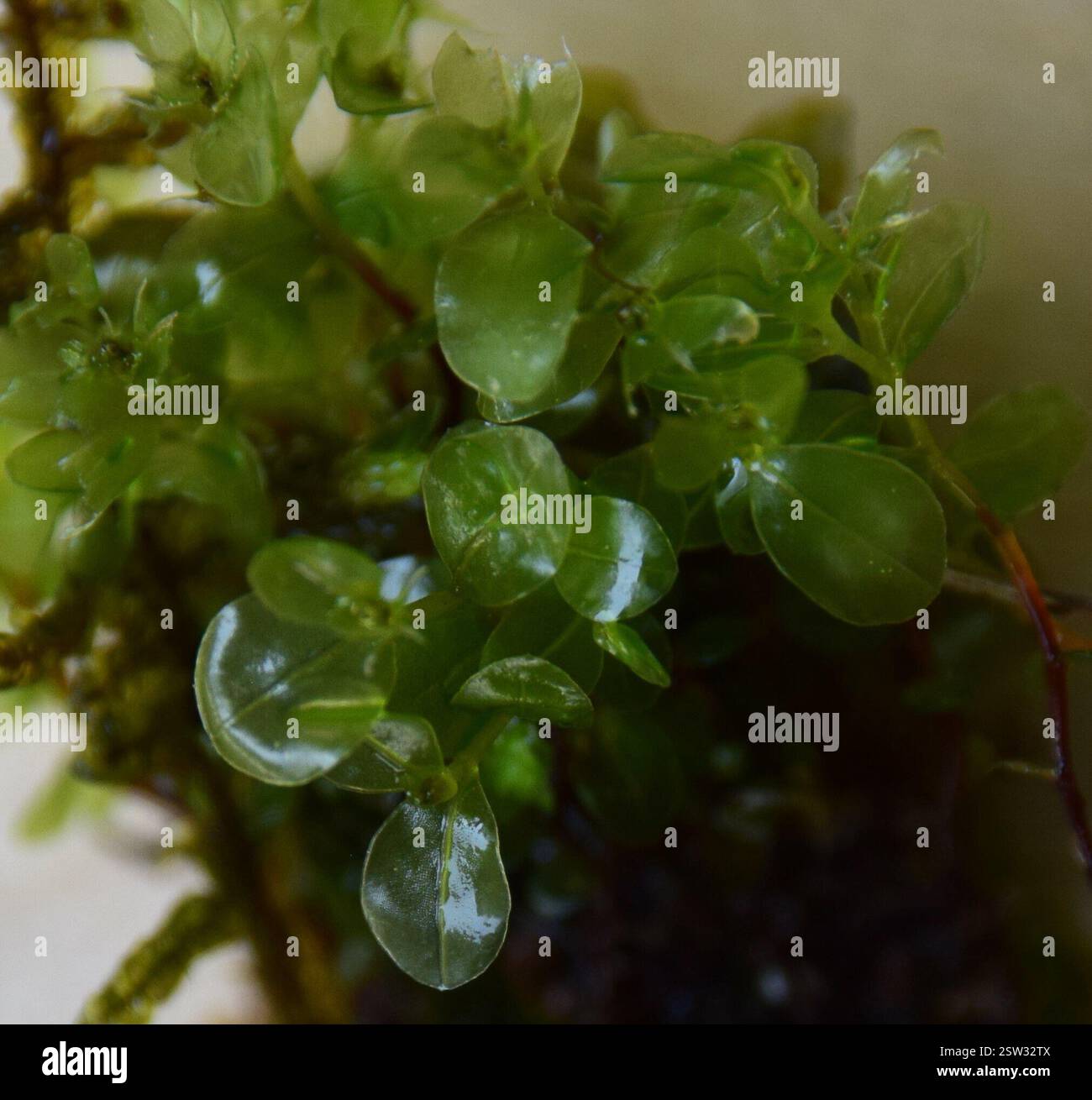 (Rhizomnium), Plantae, Abitibi-Témiscamingue, QC, Kanada, @fentonn Stockfoto (Rhizomnium), Plantae, Abitibi-Témiscamingue, QC, Kanada, @fentonn Stockfoto