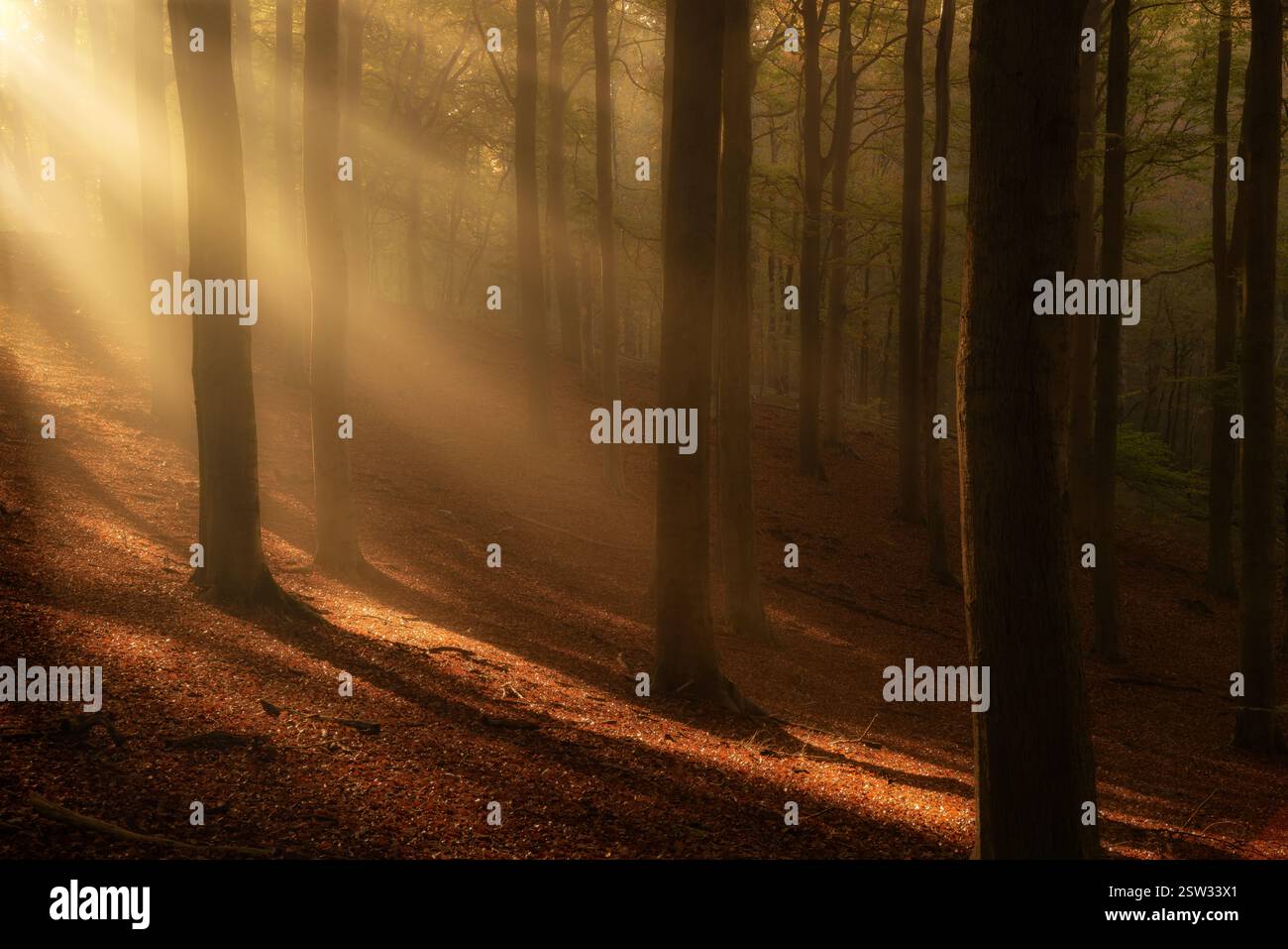 An einem wunderschönen, nebelverhangenen Herbstmorgen im Veluwezoom-Nationalpark leuchten die Sonnenharfen durch die Bäume – ein Bild der Herbstlandschaft Stockfoto