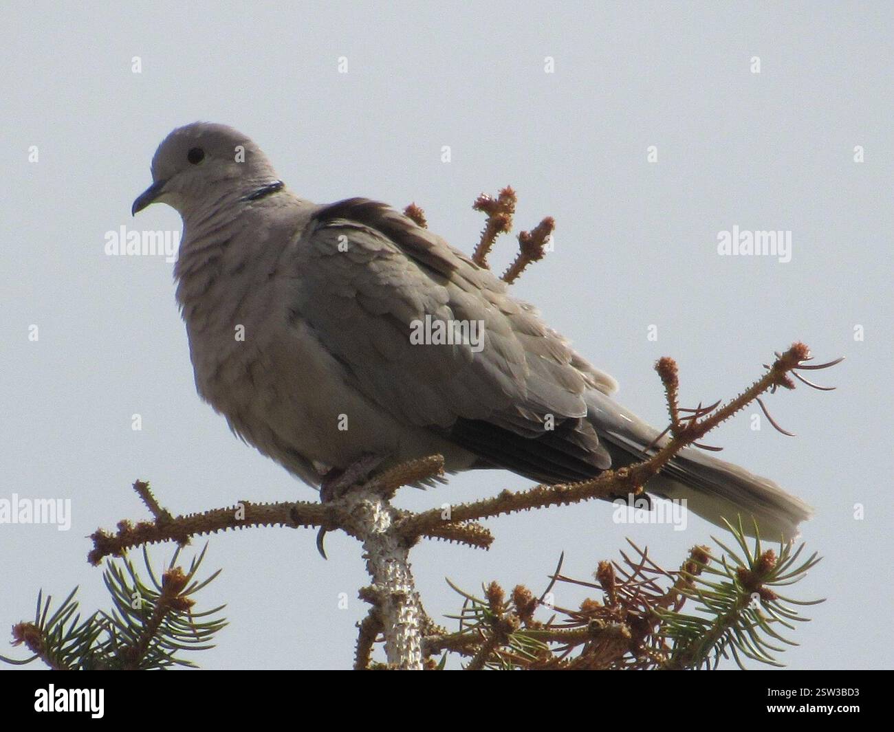 Eurasian Collared-Dove (Streptopelia Decocto), Aves, Terry Bison Ranch Resort, Cheyenne, WY, USA Stockfoto