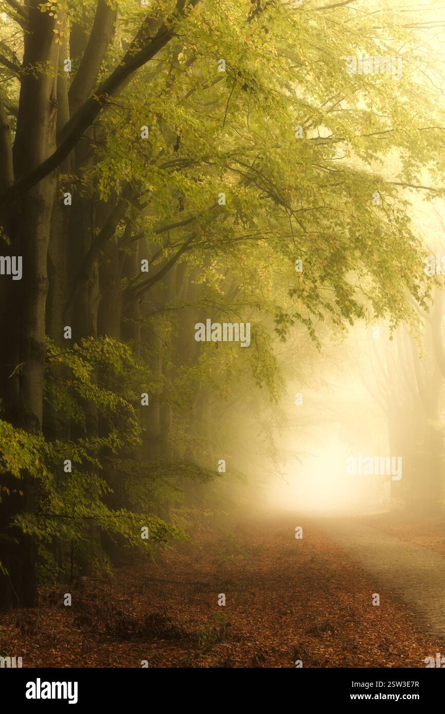 Herbstnebel im Wald an einem schönen novembermorgen mit alten Bäumen und einer Straße in der Nähe von Gasselte, Niederlande Stockfoto