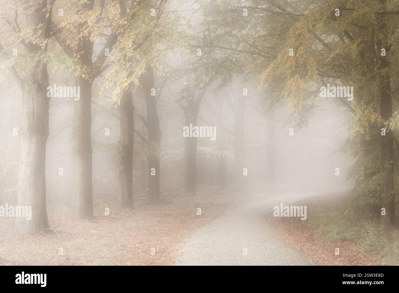 Herbstnebel im Wald an einem schönen novembermorgen mit alten Bäumen und einer Straße in der Nähe von Gasselte, Niederlande Stockfoto