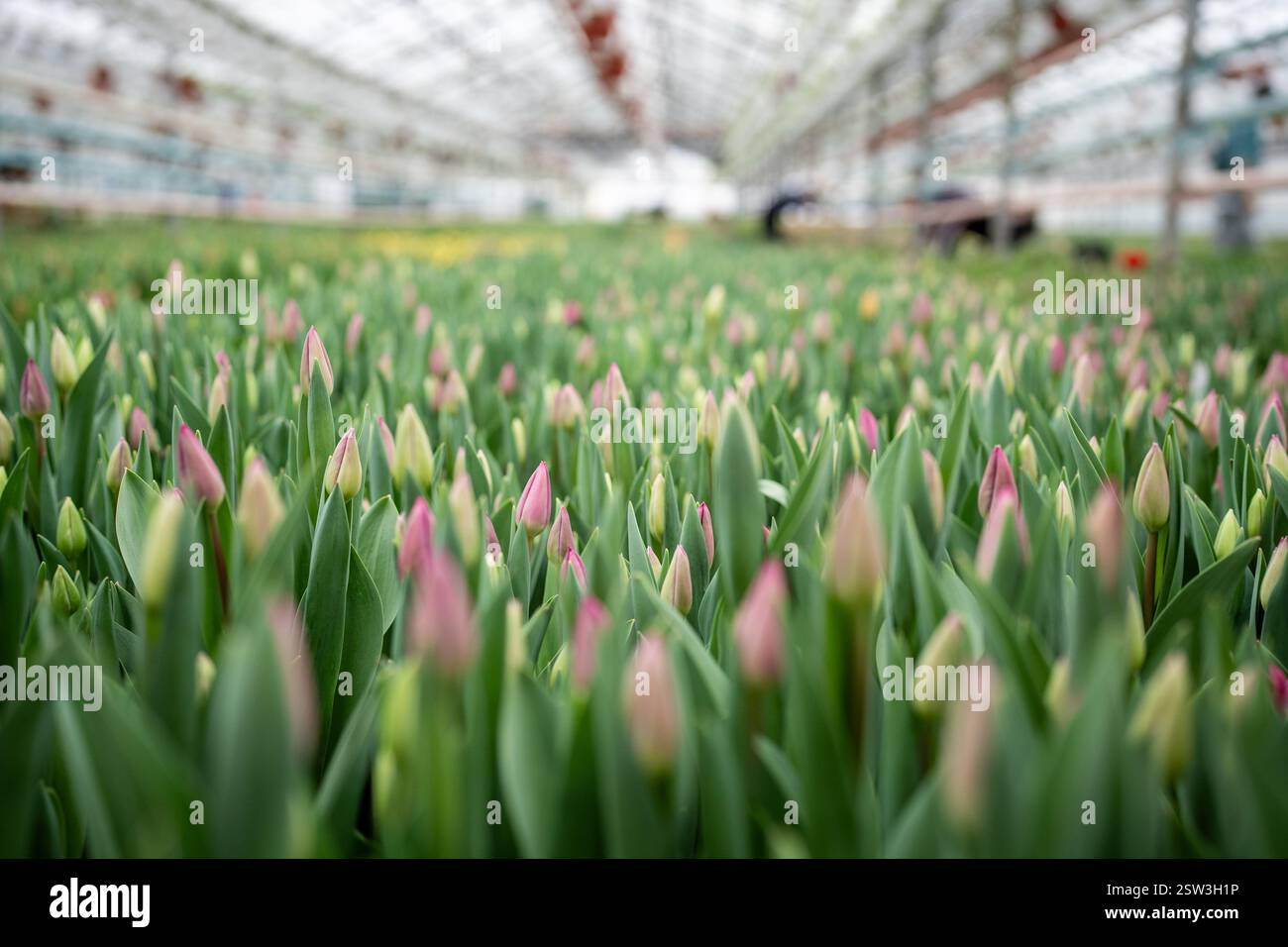 Gewächshaus mit blühenden Tulpen. Pflanzung von gewachsenen blühenden Tulpen zum Verkauf. Blumenindustrie Stockfoto