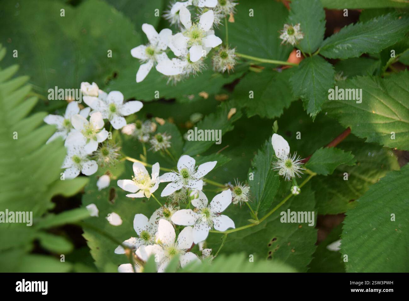(Rubus), Plantae, Abitibi-Témiscamingue, QC, Kanada Stockfoto (Rubus), Plantae, Abitibi-Témiscamingue, QC, Kanada Stockfoto